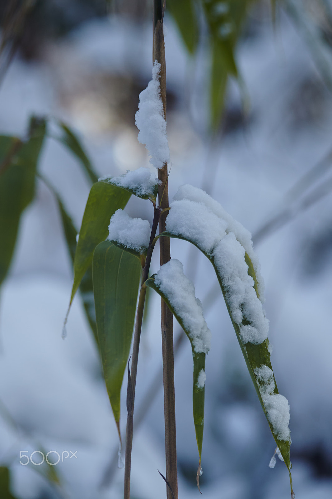 Canon EOS 5D Mark II sample photo. Snowy bamboo photography