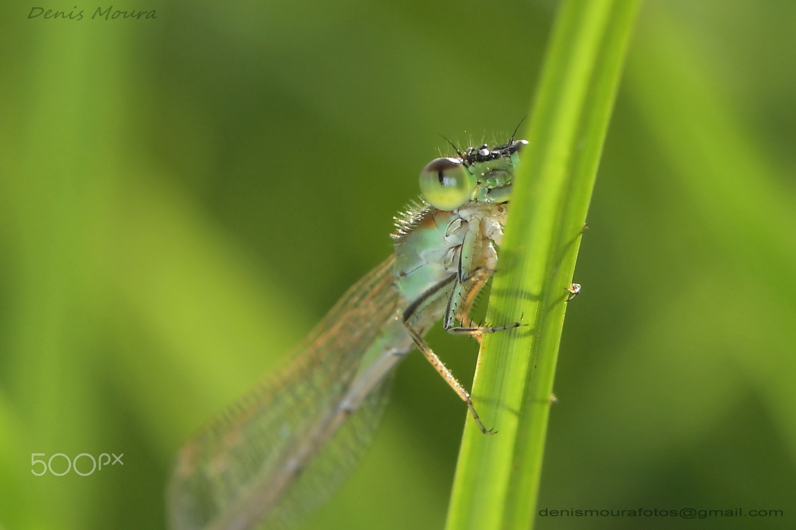 Nikon AF-S Micro-Nikkor 105mm F2.8G IF-ED VR sample photo. Donzelinha photography