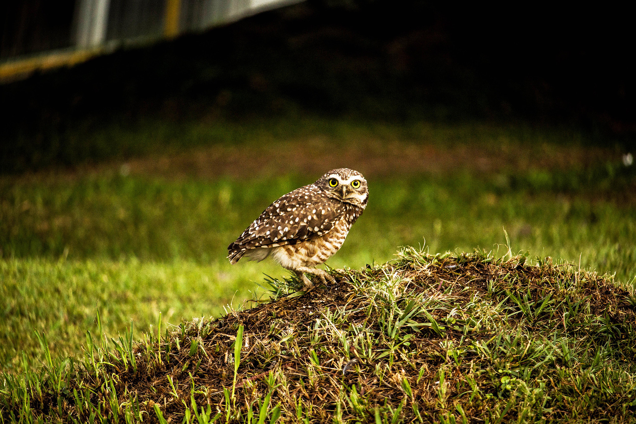 Canon EF-S 55-250mm F4-5.6 IS STM sample photo. Coruja photography
