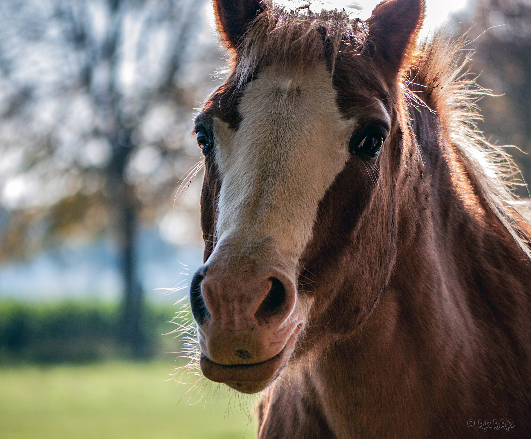 Panasonic Lumix DMC-GH1 sample photo. Wild beasts photography