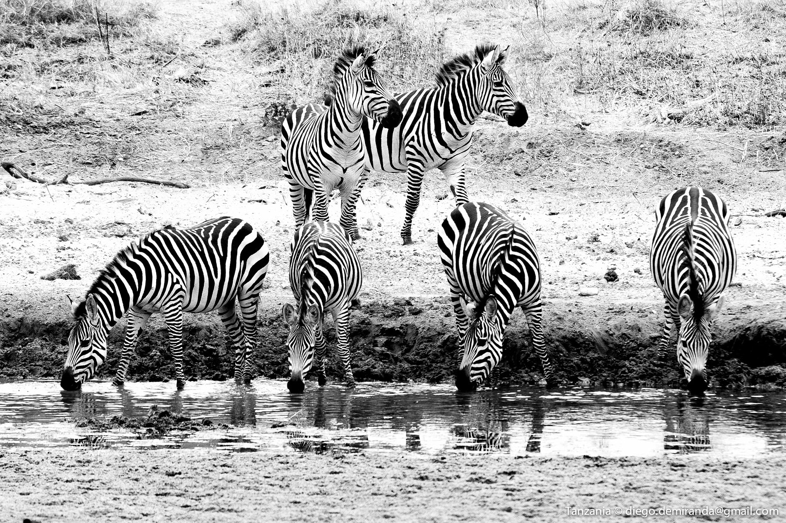 Nikon D700 sample photo. Zebre photography