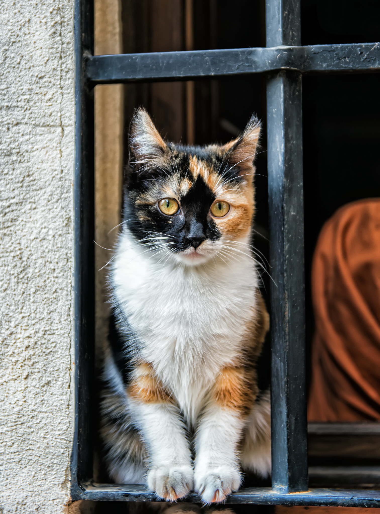 17-50mm F2.8 sample photo. Cute kitty photography