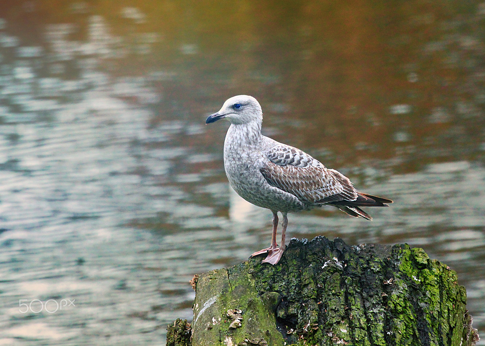 Canon EF 70-300mm F4-5.6L IS USM sample photo. Seagull photography