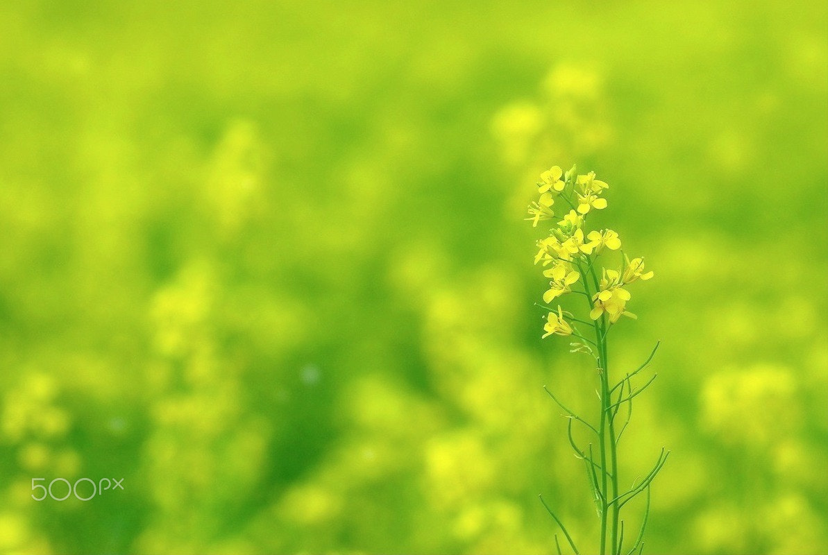 Nikon D200 sample photo. Today is spring photography