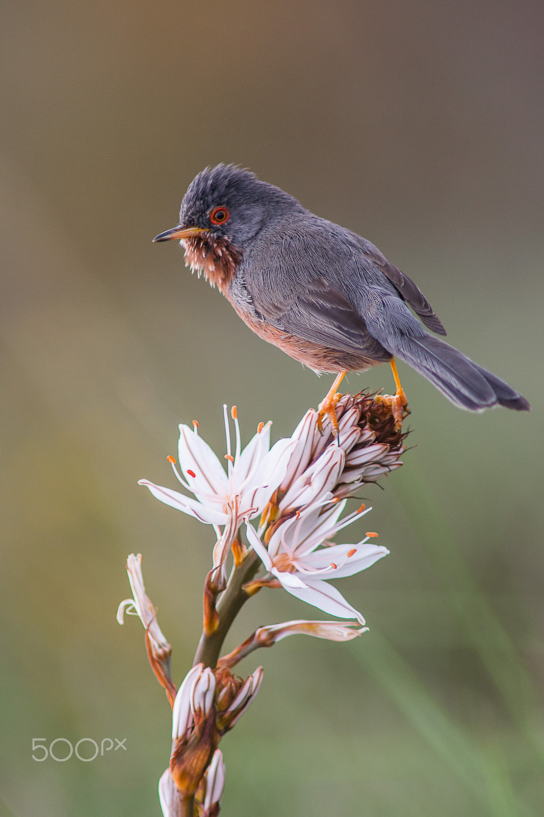 Nikon D7100 + AF Nikkor 300mm f/4 IF-ED sample photo. Dartford warbler-1 photography