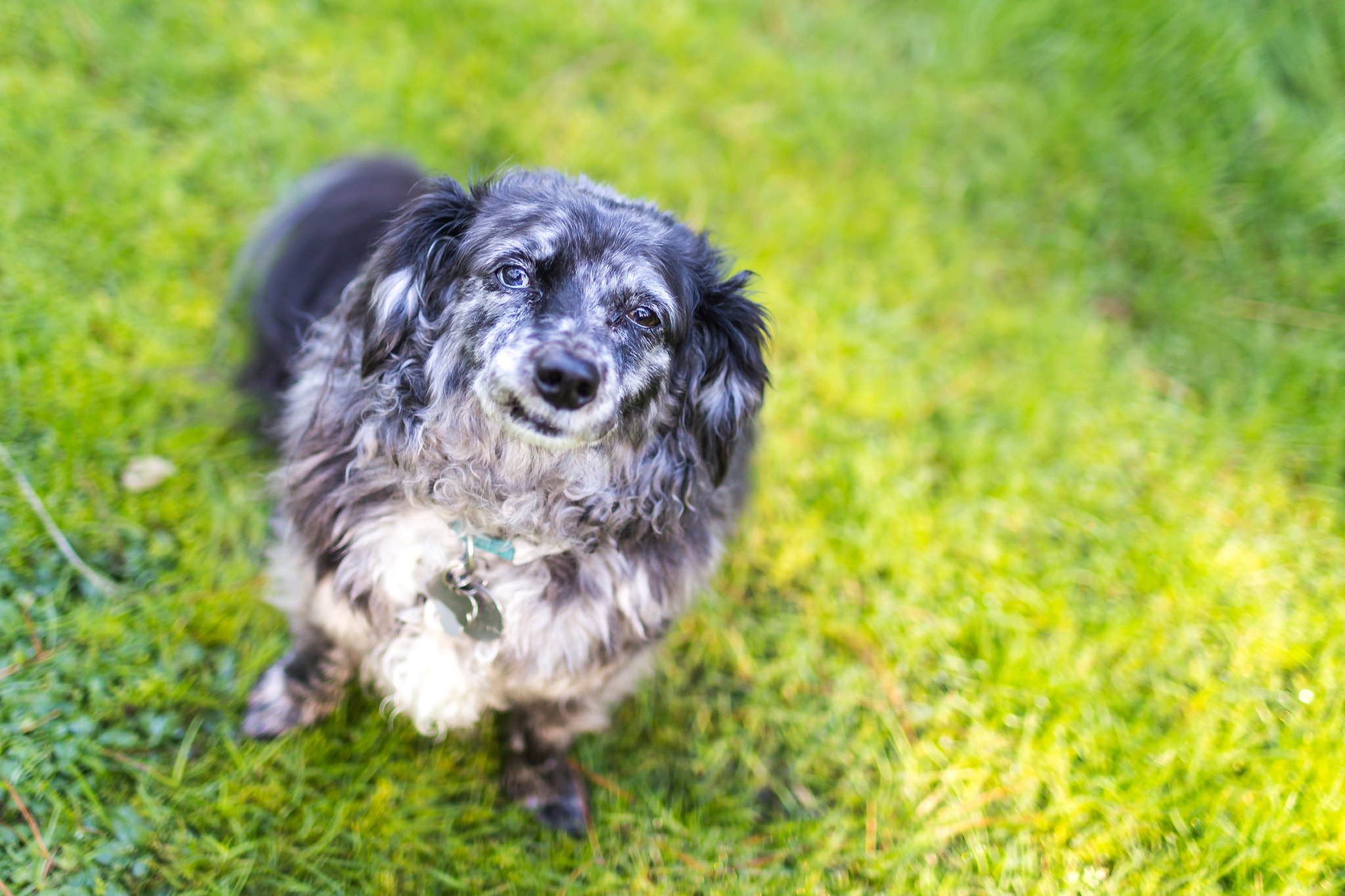 Canon EOS 6D + Canon EF 35mm F1.4L USM sample photo. Companion animals photography