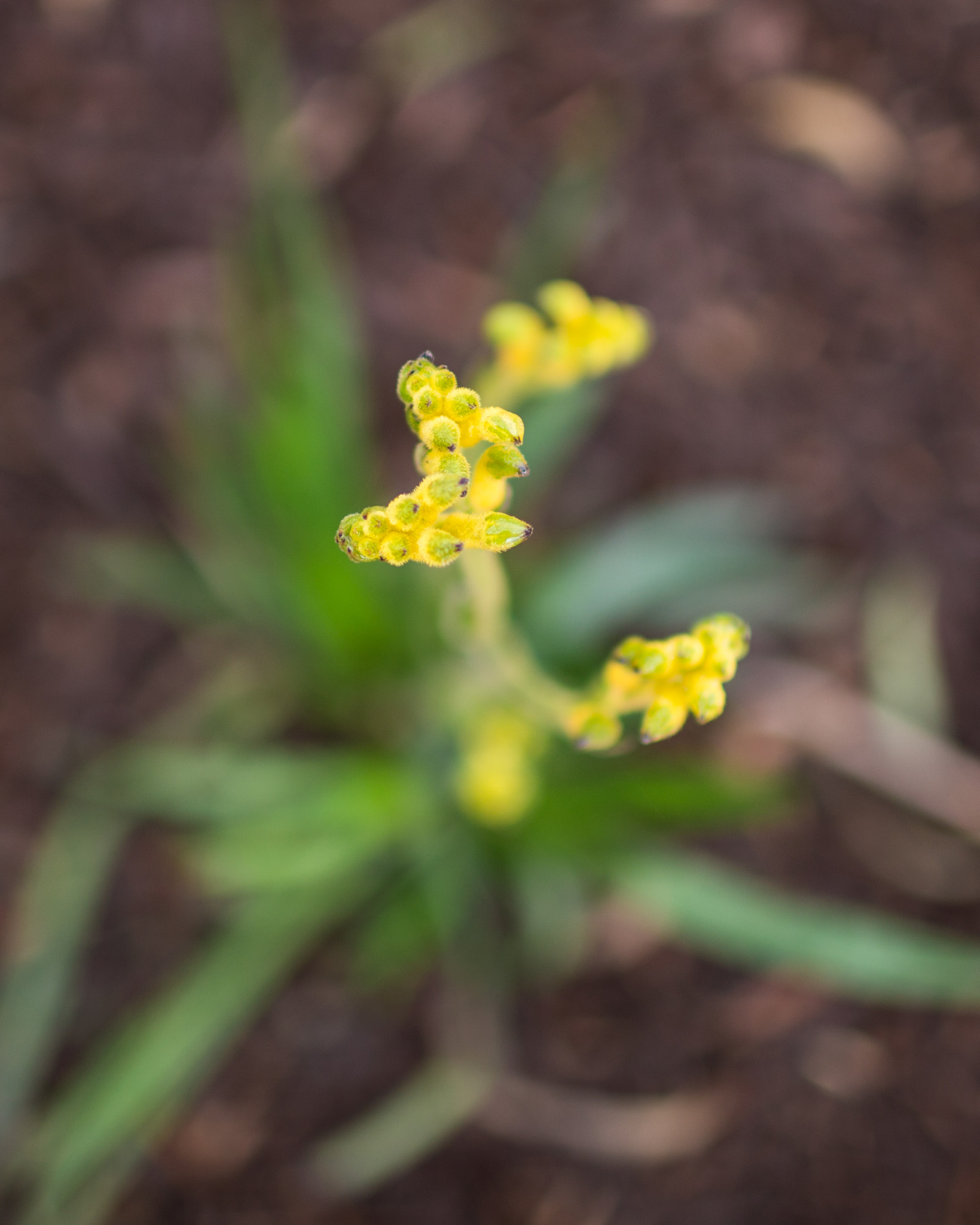 Canon EOS 6D + Canon EF 35mm F1.4L USM sample photo. Flowers photography
