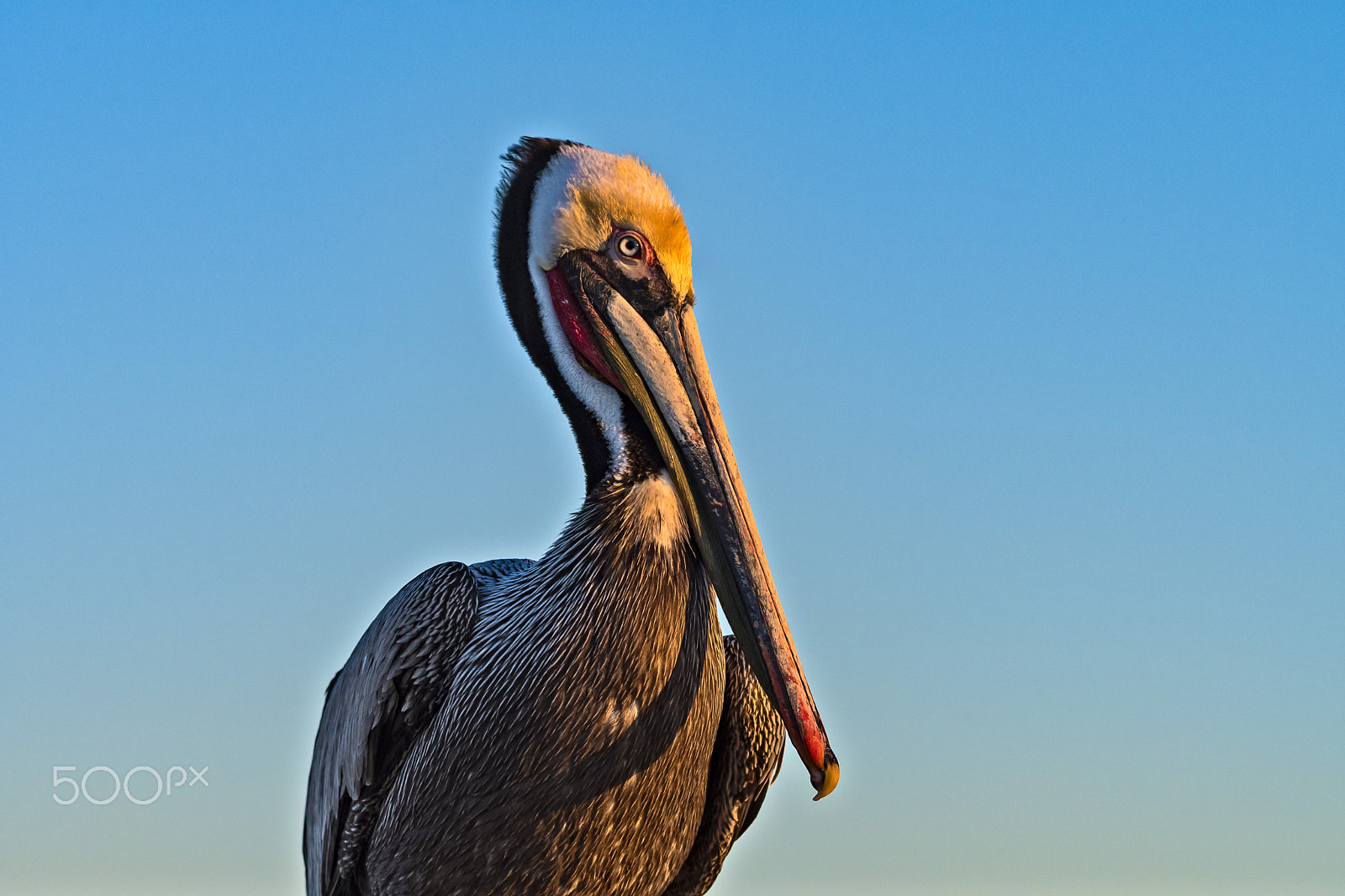 Nikon D500 sample photo. Brown pelican on the oceanside pier photography