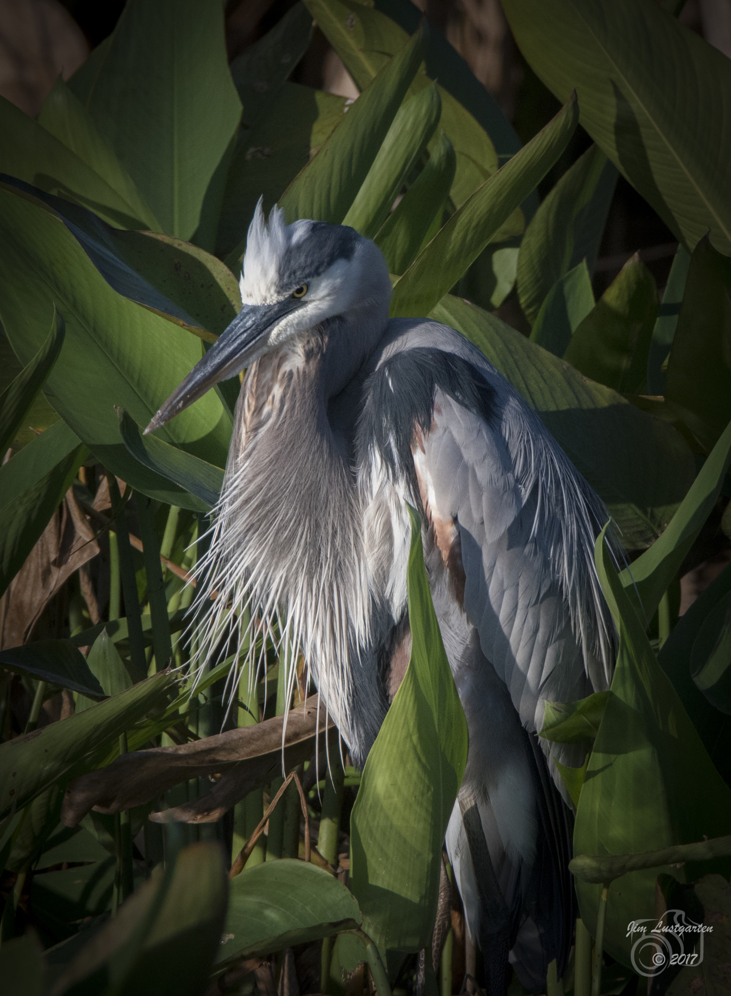 Nikon D5500 + Tamron SP 150-600mm F5-6.3 Di VC USD sample photo. Great blue heron with punk hairdo photography