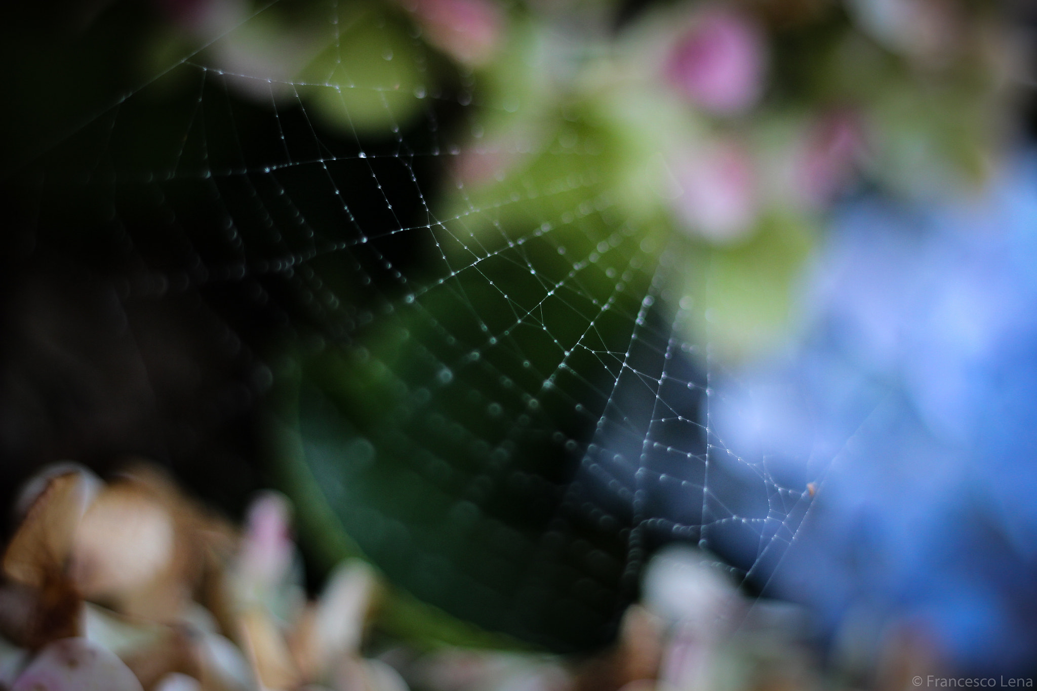 Canon EOS 600D (Rebel EOS T3i / EOS Kiss X5) sample photo. In the web photography