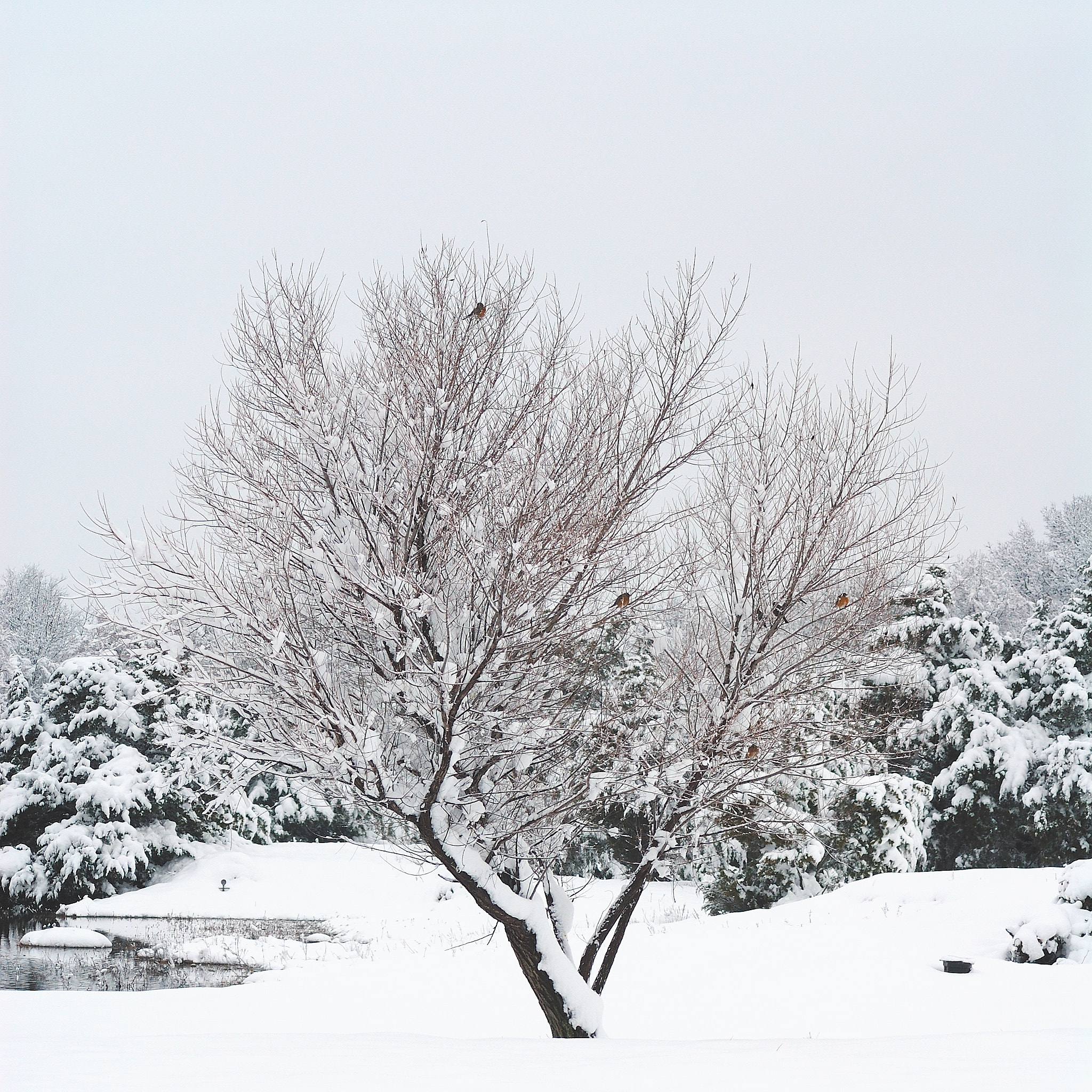 Nikon D200 sample photo. Snow day photography