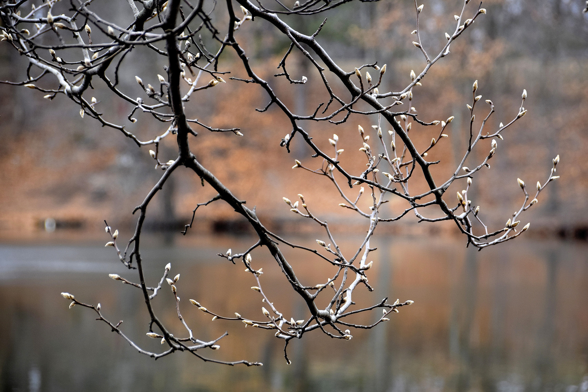 Sigma 18-250mm F3.5-6.3 DC Macro OS HSM sample photo. Signs of spring photography