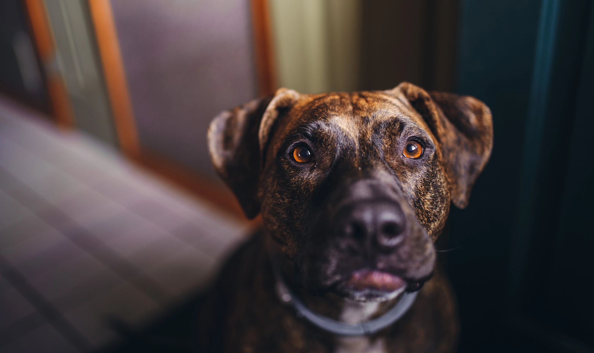 Nikon D700 + Sigma 35mm F1.4 DG HSM Art sample photo. Tia, your lip is out! photography