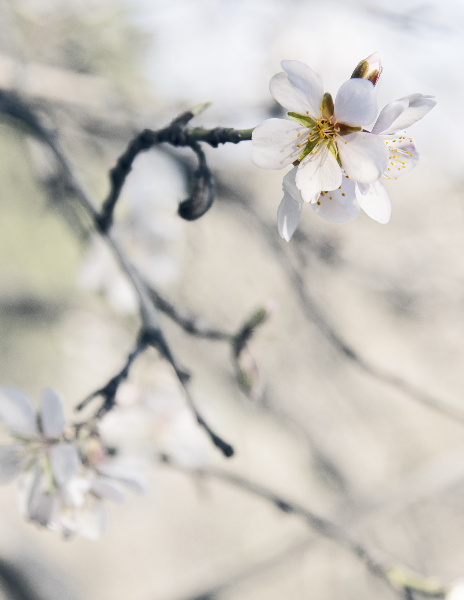 Nikon AF-S Nikkor 24-120mm F4G ED VR sample photo. Almendros en flor photography