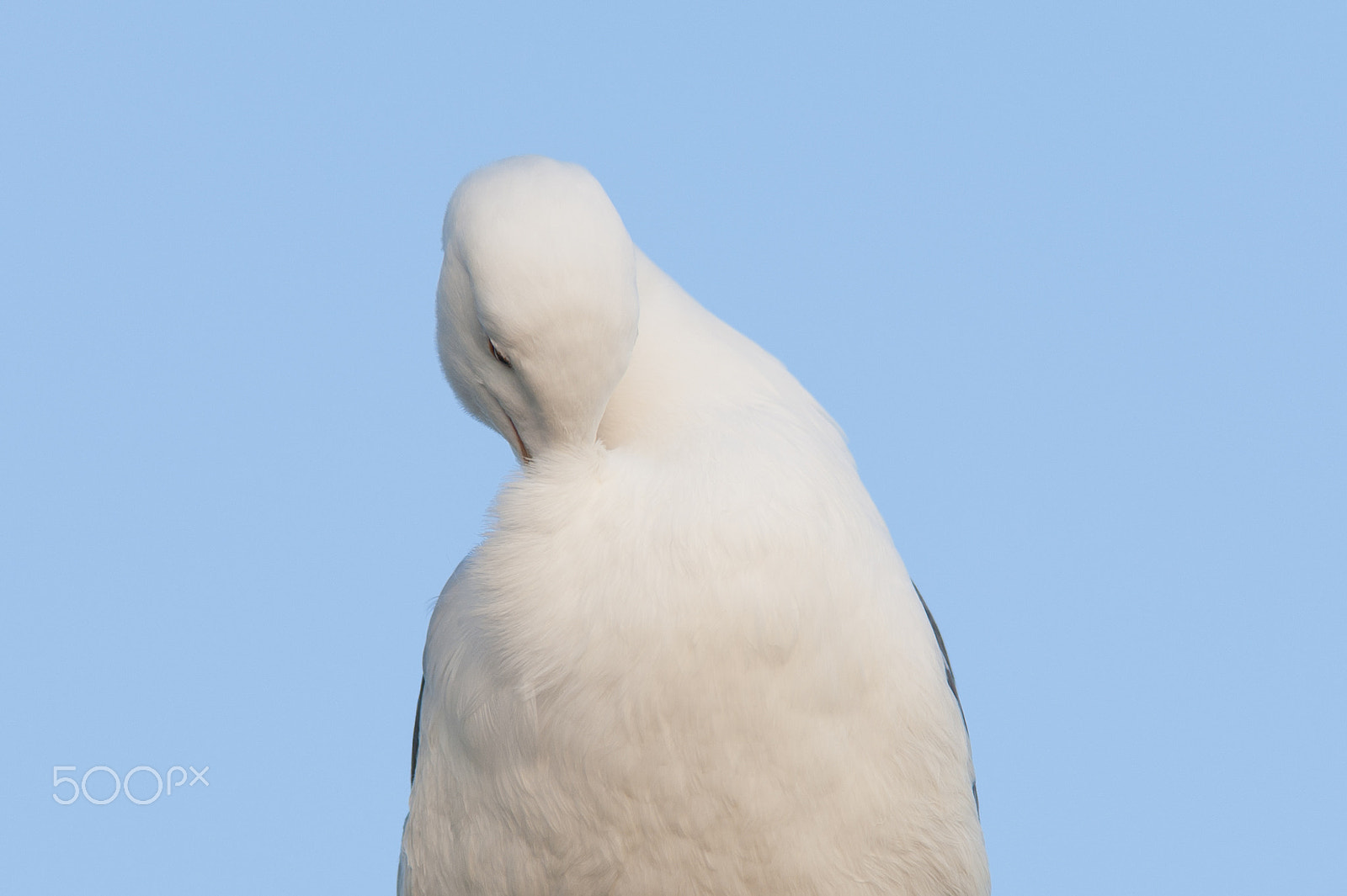 Nikon D700 + Nikon AF-S Nikkor 300mm F2.8G ED VR II sample photo. Seagull in oceanside photography