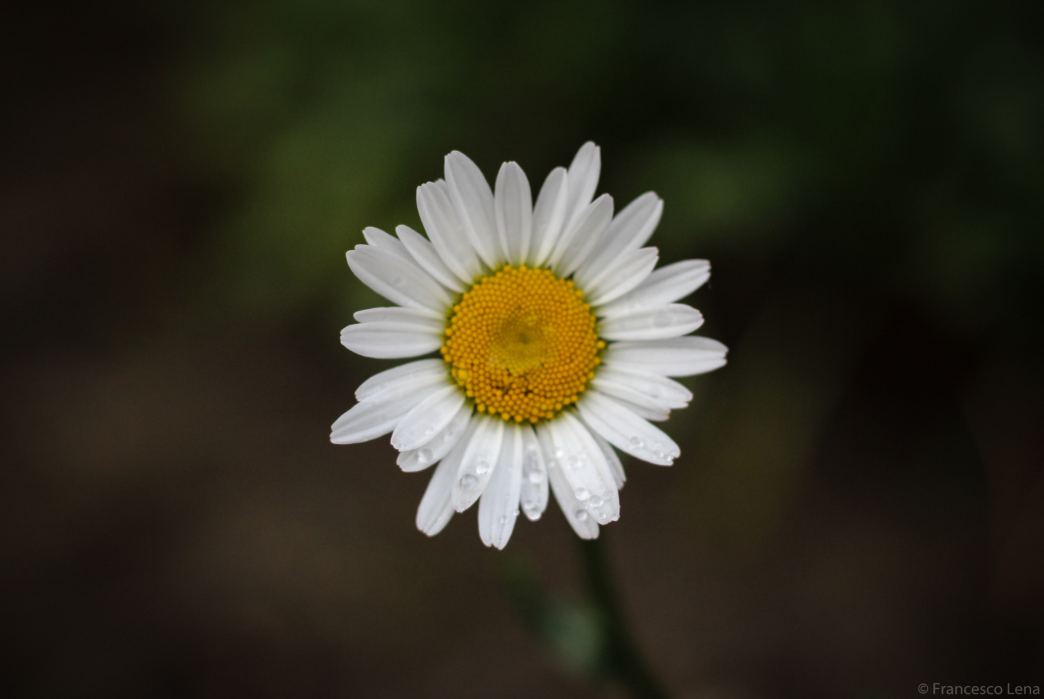 Canon EOS 600D (Rebel EOS T3i / EOS Kiss X5) sample photo. Reverse sun photography