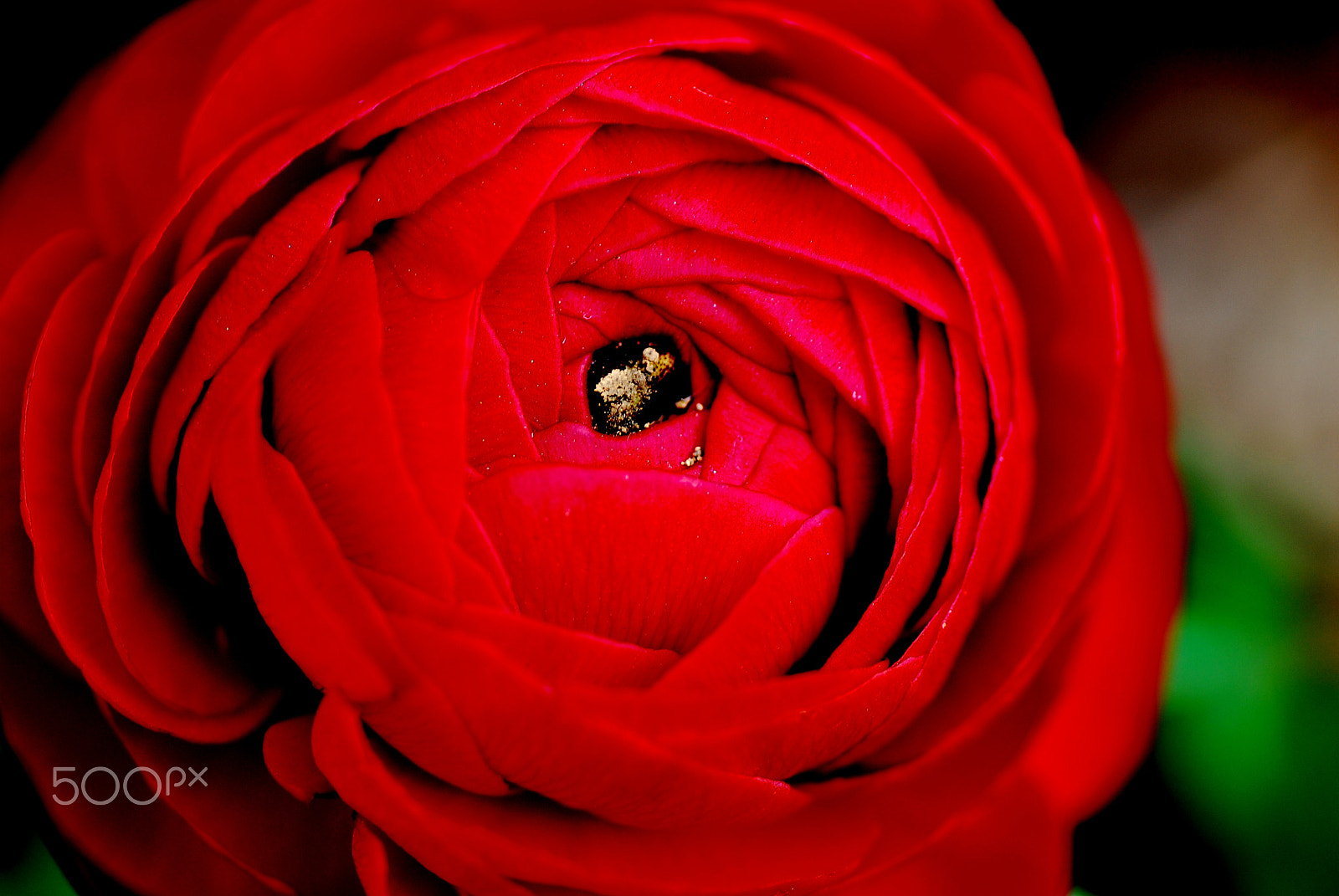 Nikon D200 sample photo. Crimson ranunculus. photography