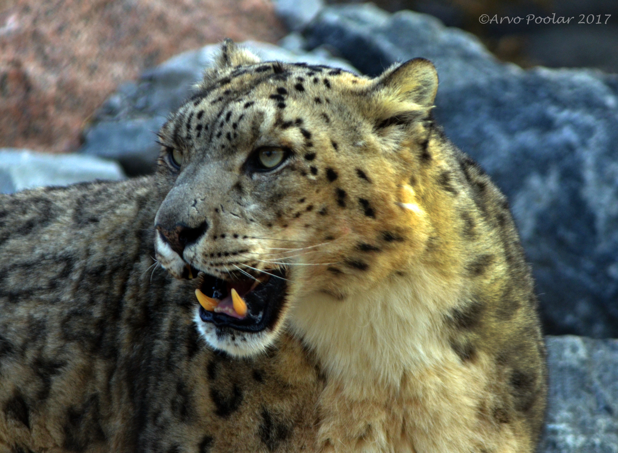 Nikon D7000 + Nikon AF-S Nikkor 200mm F2G ED VR II sample photo. Snow leopard photography