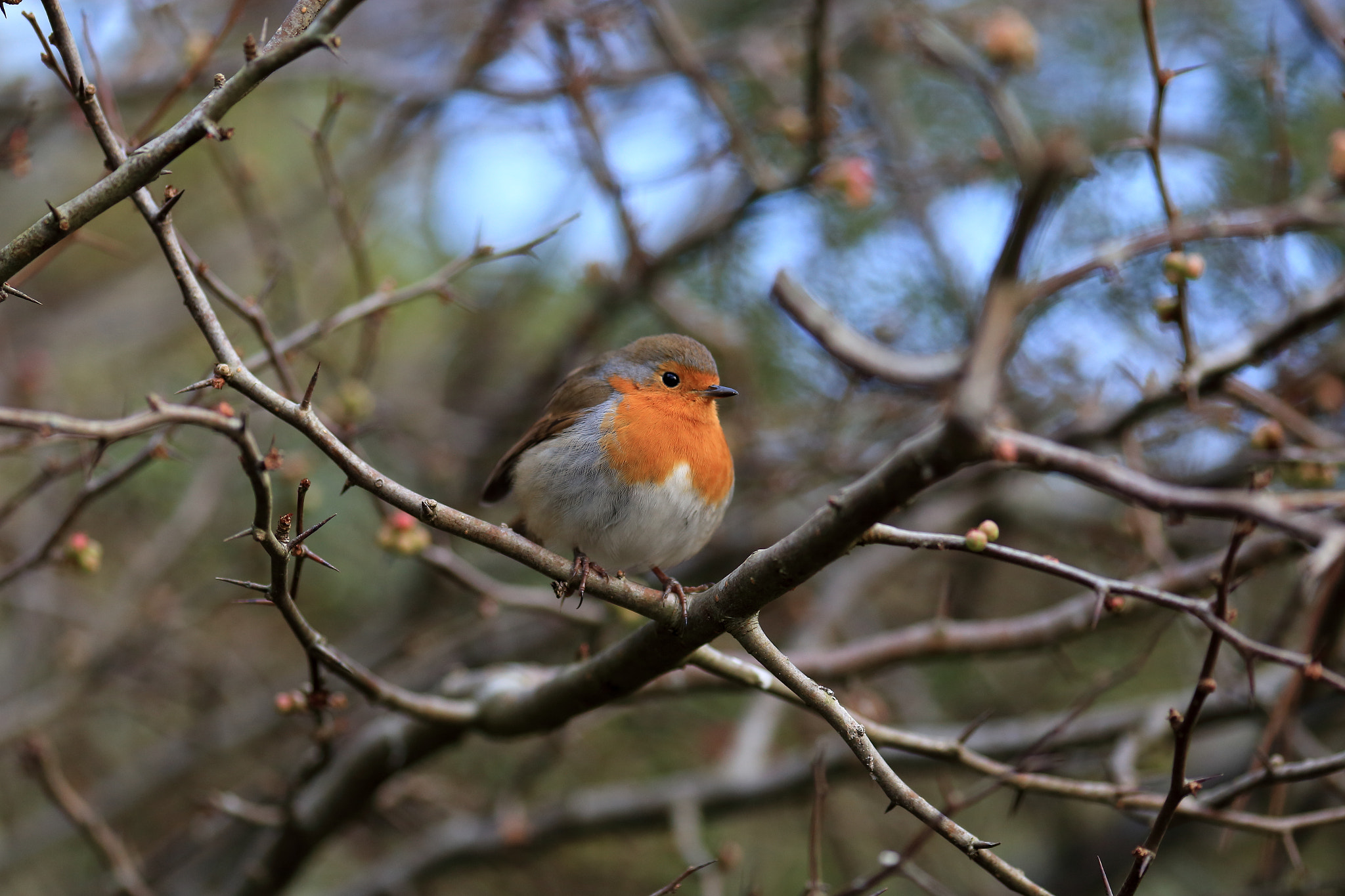 Canon EOS 6D + Canon EF 200mm F2.8L II USM sample photo. Robin photography