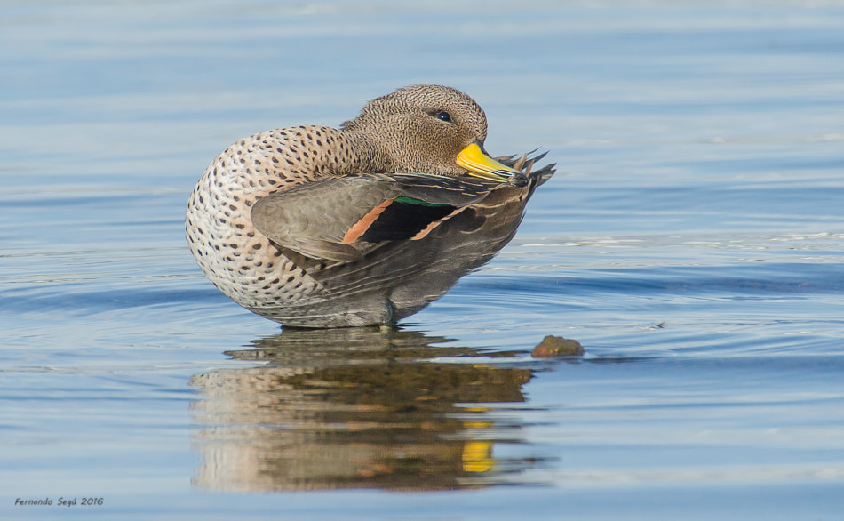 Nikon D7000 + Sigma 50-500mm F4.5-6.3 DG OS HSM sample photo. Xxtw photography