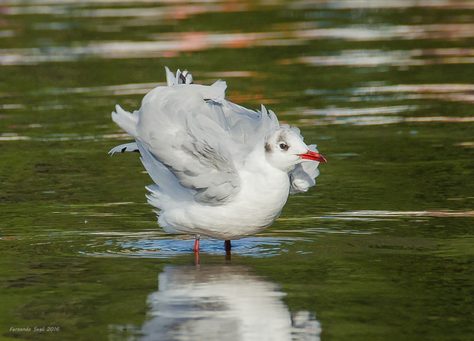 Nikon D7000 + Sigma 50-500mm F4.5-6.3 DG OS HSM sample photo. Xxtw photography