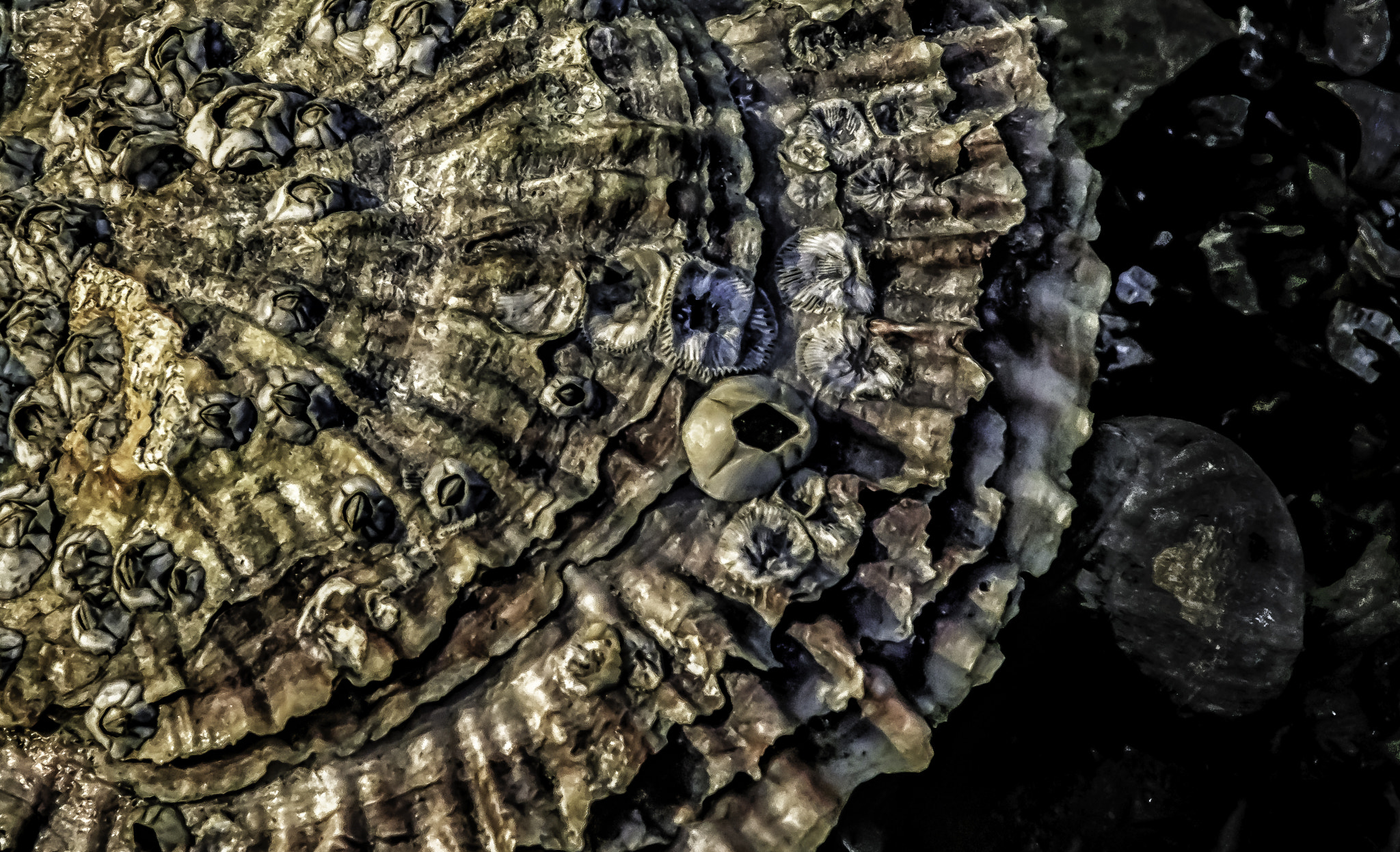 Canon EOS 6D sample photo. Barnacled scallop photography