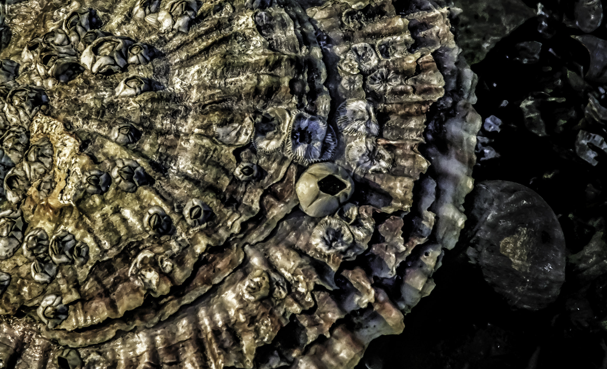 Canon EF 75-300mm F4.0-5.6 IS USM sample photo. Barnacled scallop photography