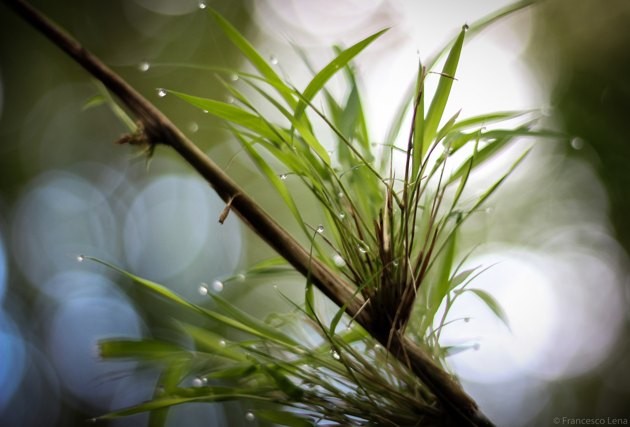 Canon EOS 600D (Rebel EOS T3i / EOS Kiss X5) sample photo. Bamboo photography