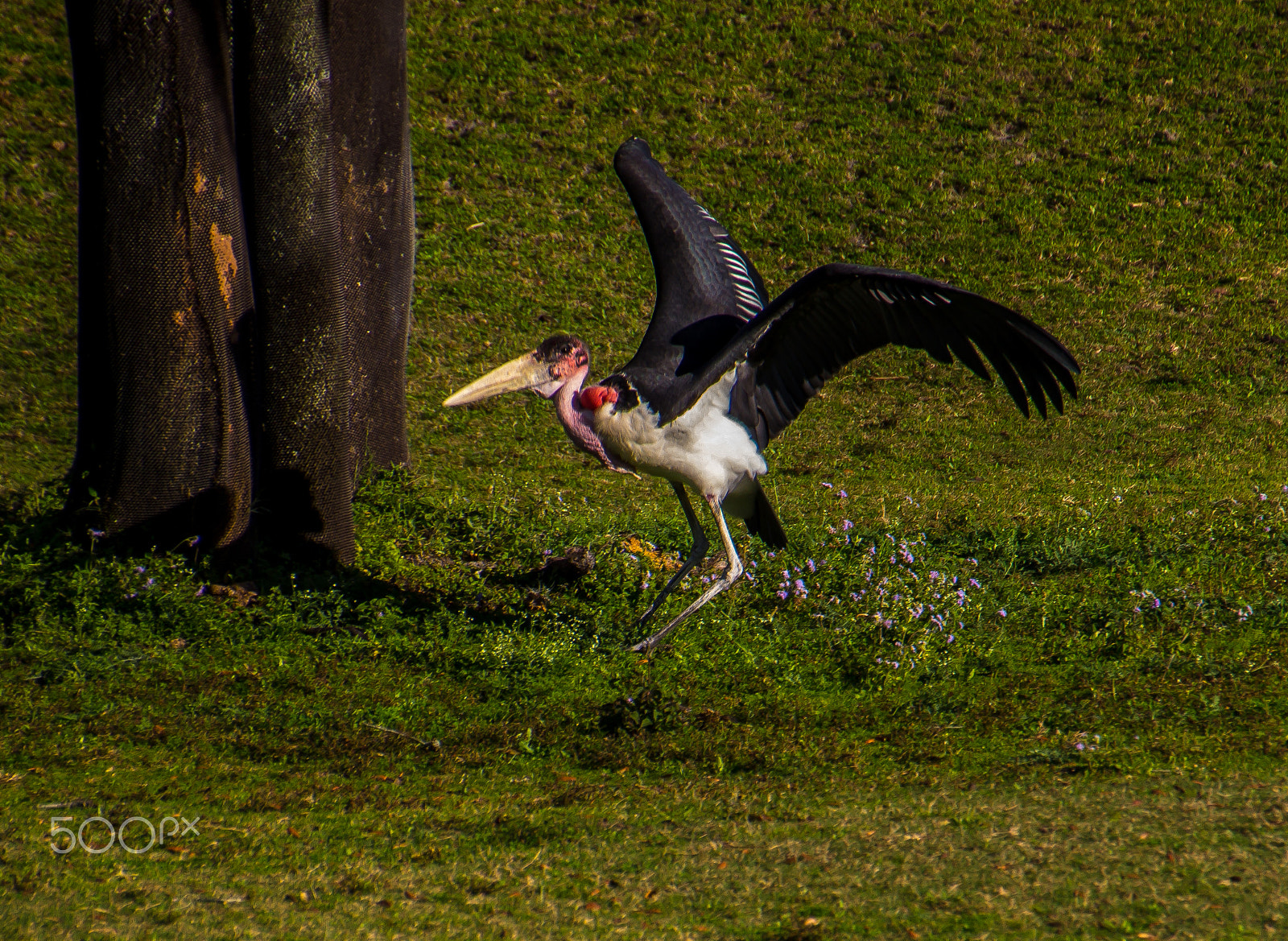 Canon EOS 600D (Rebel EOS T3i / EOS Kiss X5) sample photo. Marabou stork taking flight photography
