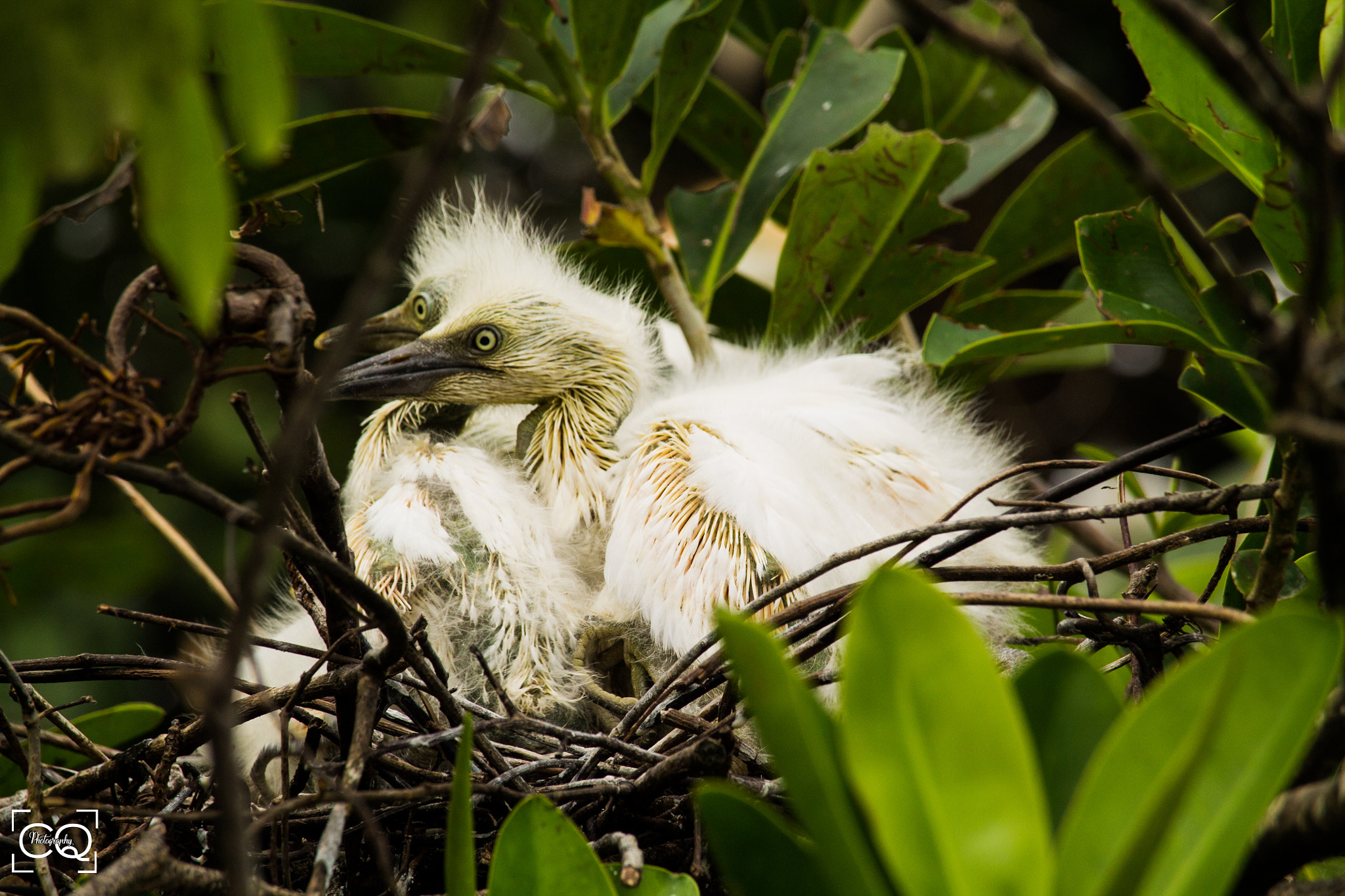 Canon EF-S 55-250mm F4-5.6 IS STM sample photo. Garzas photography