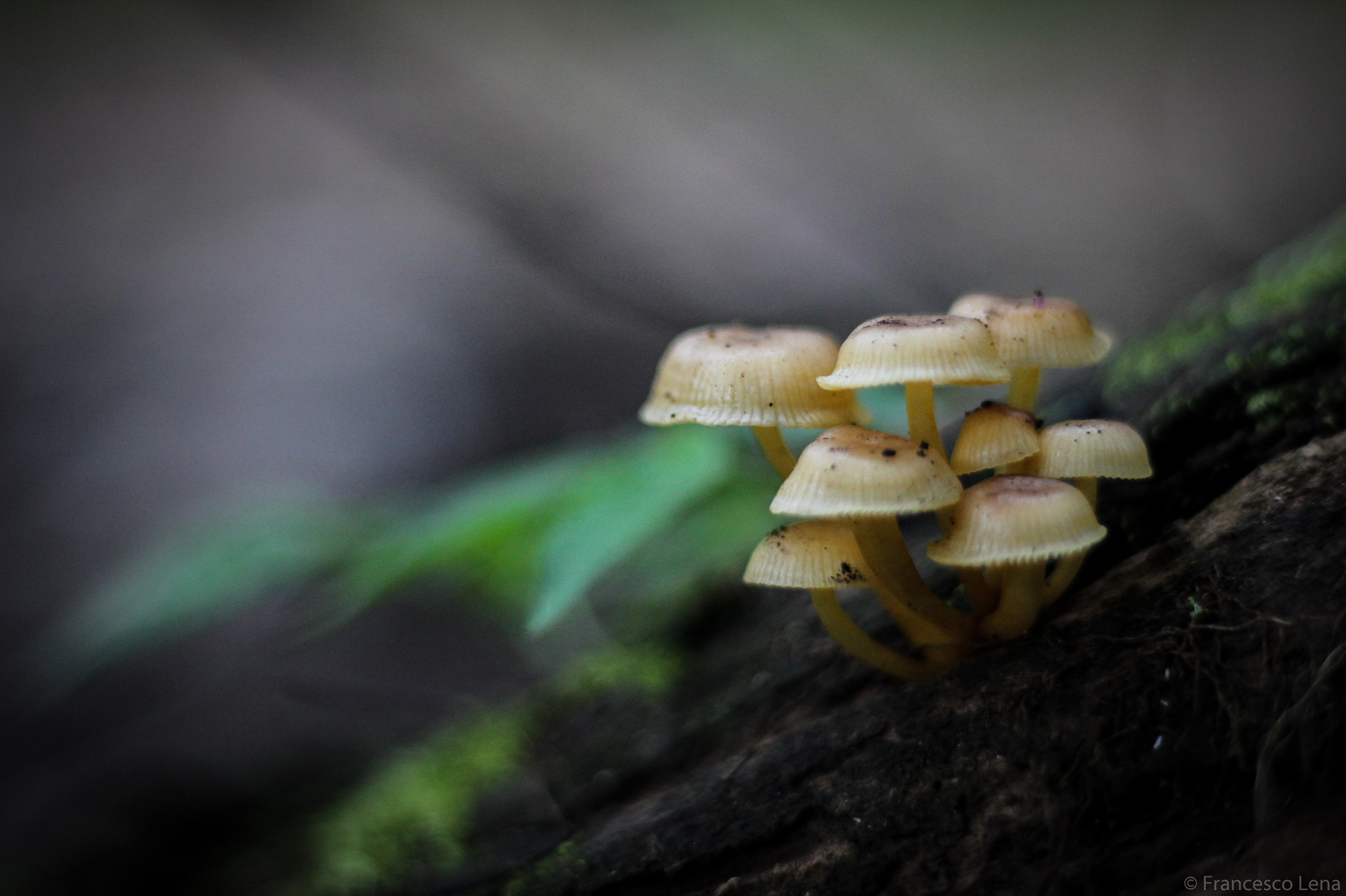 Canon EOS 600D (Rebel EOS T3i / EOS Kiss X5) sample photo. Some mushrooms photography