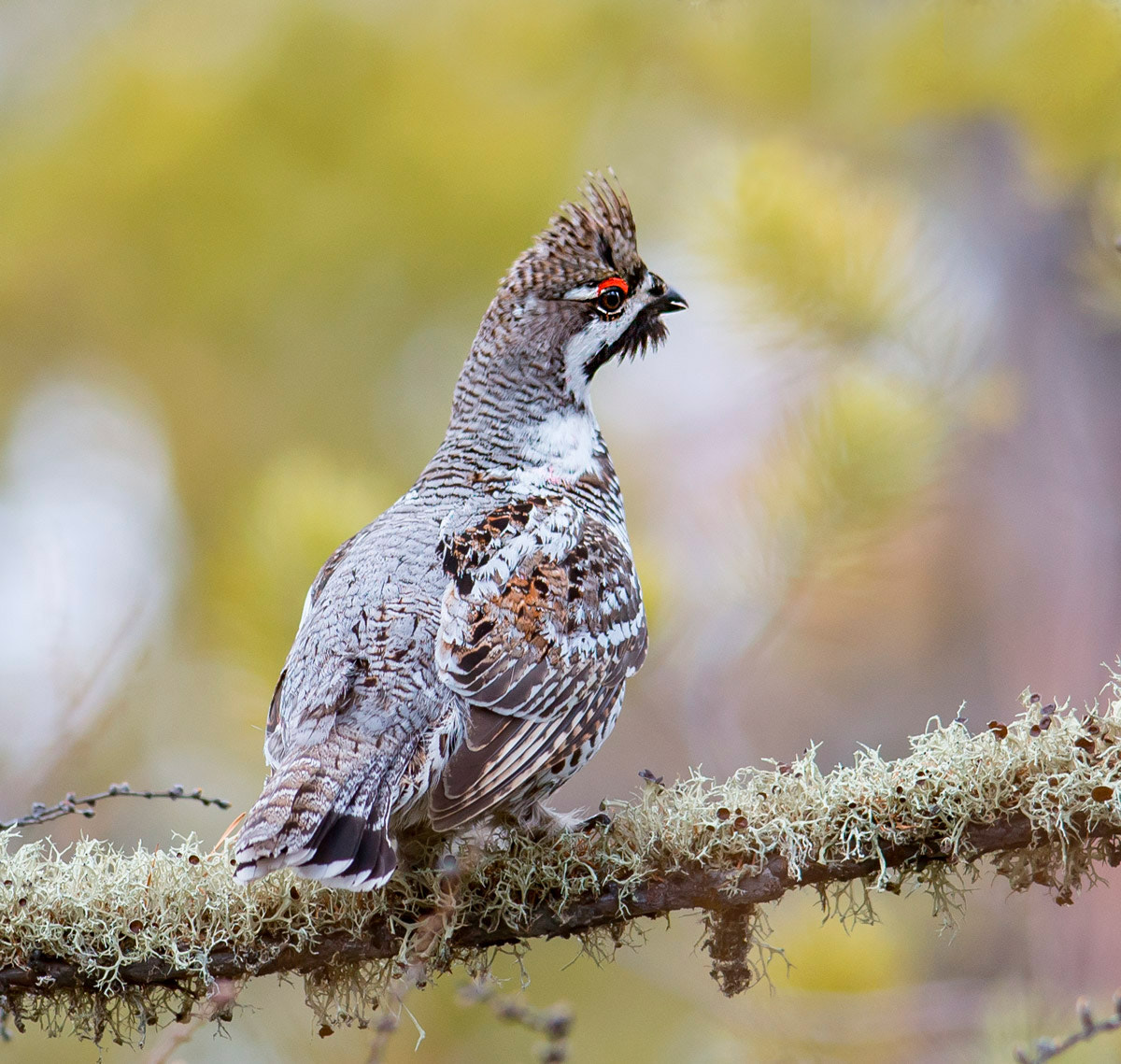 Nikon D600 + Nikon AF-S Nikkor 300mm F4D ED-IF sample photo. Рябчик photography