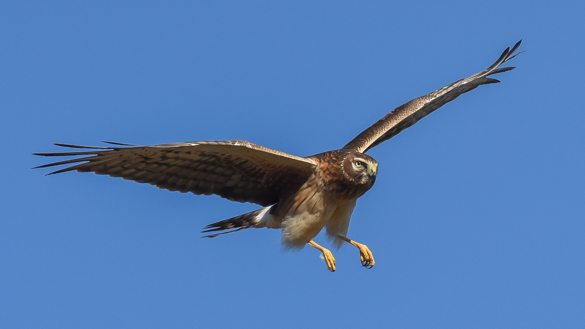 Nikon D750 + Nikon AF-S Nikkor 300mm F2.8G ED-IF VR sample photo. Northern harrier photography