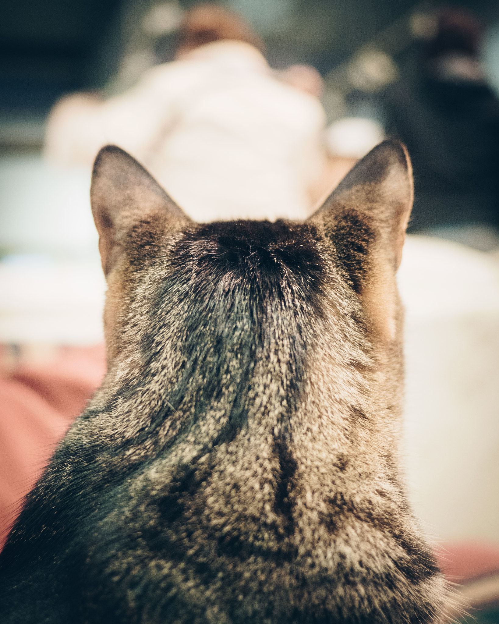 Olympus OM-D E-M5 II + LUMIX G 20/F1.7 II sample photo. Overwatch photography