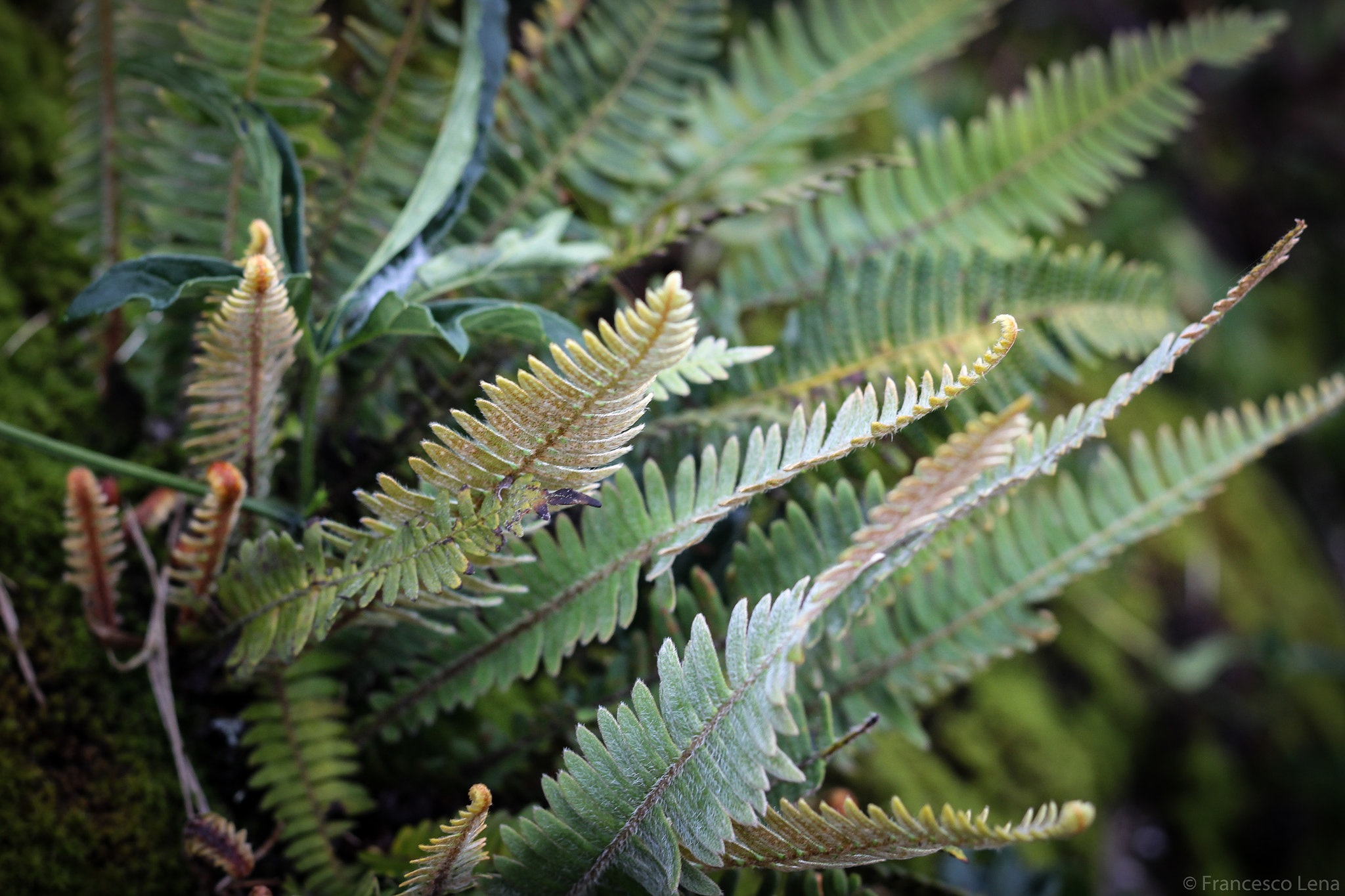 Canon EOS 600D (Rebel EOS T3i / EOS Kiss X5) sample photo. Colorful fern photography