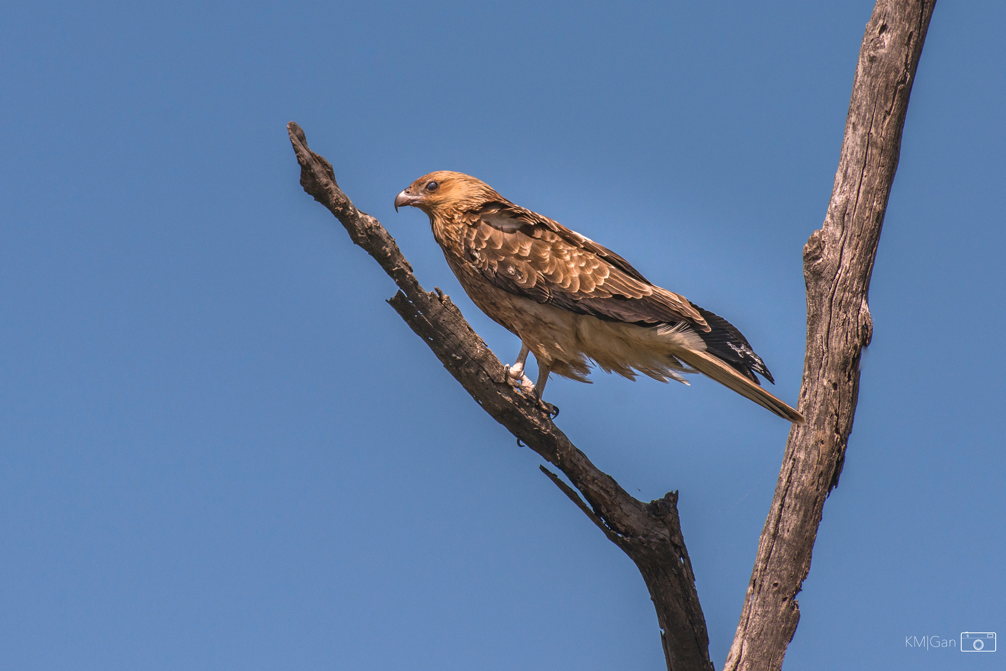 Nikon AF-S Nikkor 70-200mm F2.8G ED VR II sample photo. Eagle photography