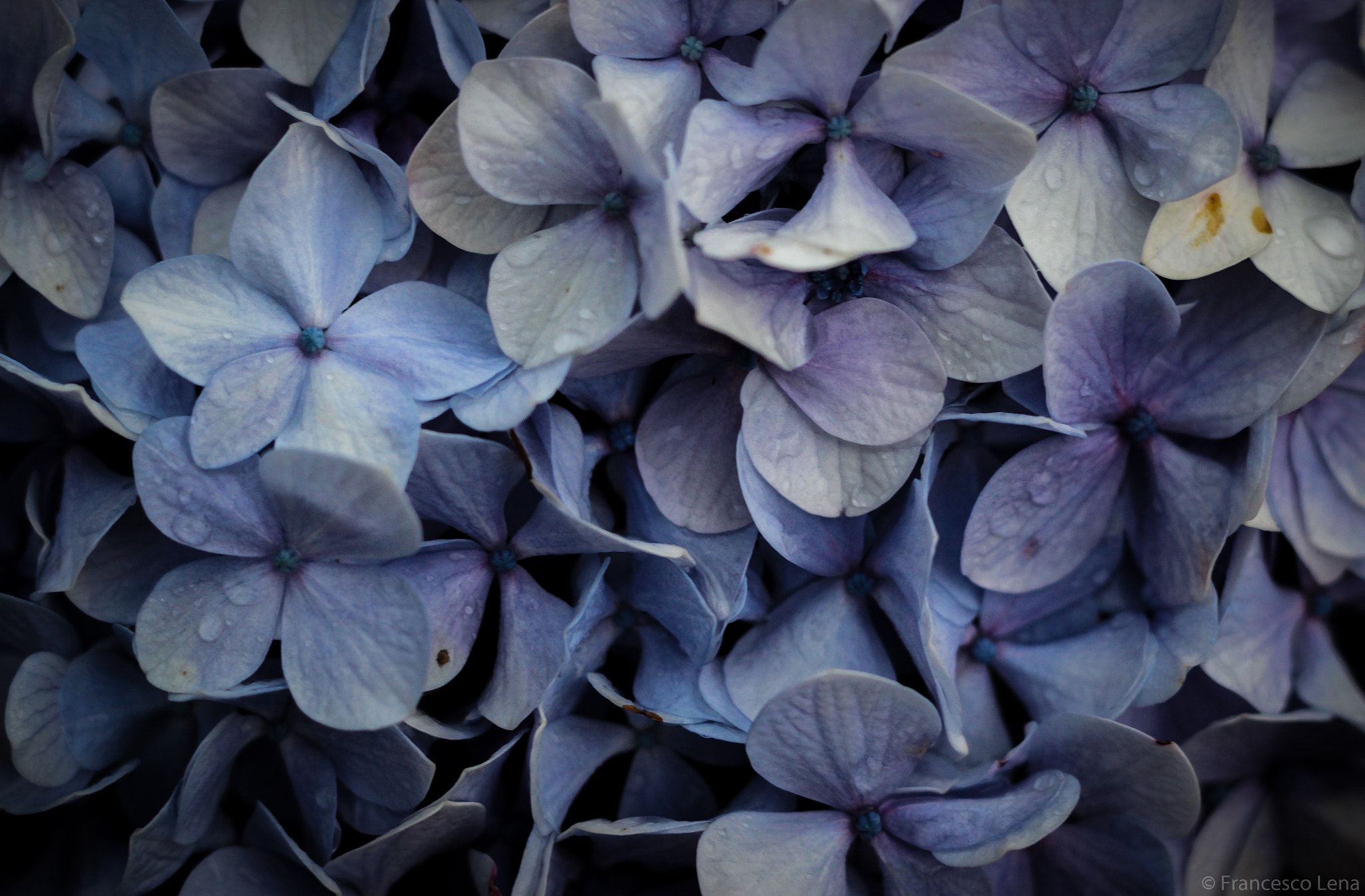Canon EOS 600D (Rebel EOS T3i / EOS Kiss X5) sample photo. Hydrangea photography