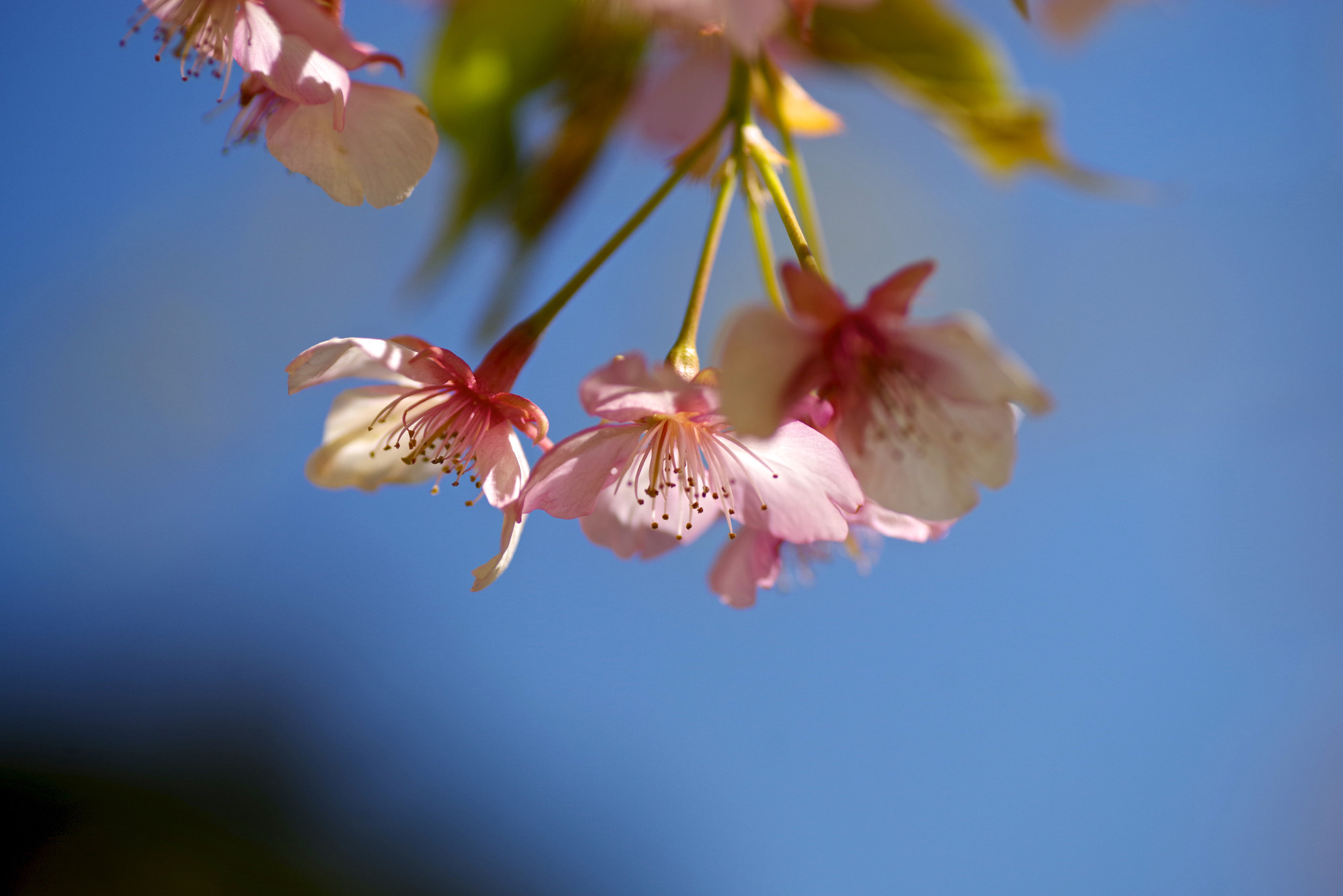 Pentax K-1 + Tamron SP AF 90mm F2.8 Di Macro sample photo. Sky backing photography