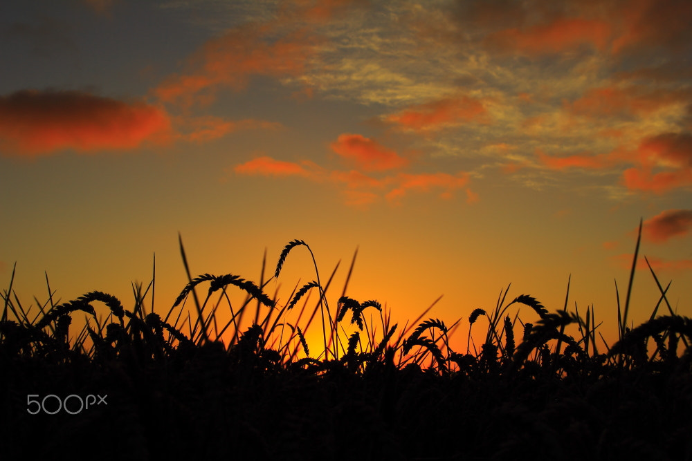 Canon EOS 60D sample photo. Boys rd sunrise photography