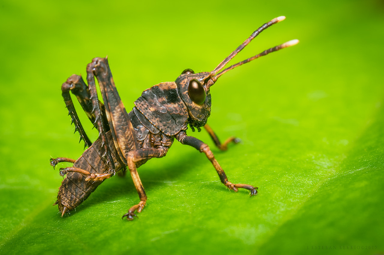 Pentax K-3 sample photo. Caelifera / grasshopper / saltamontes photography