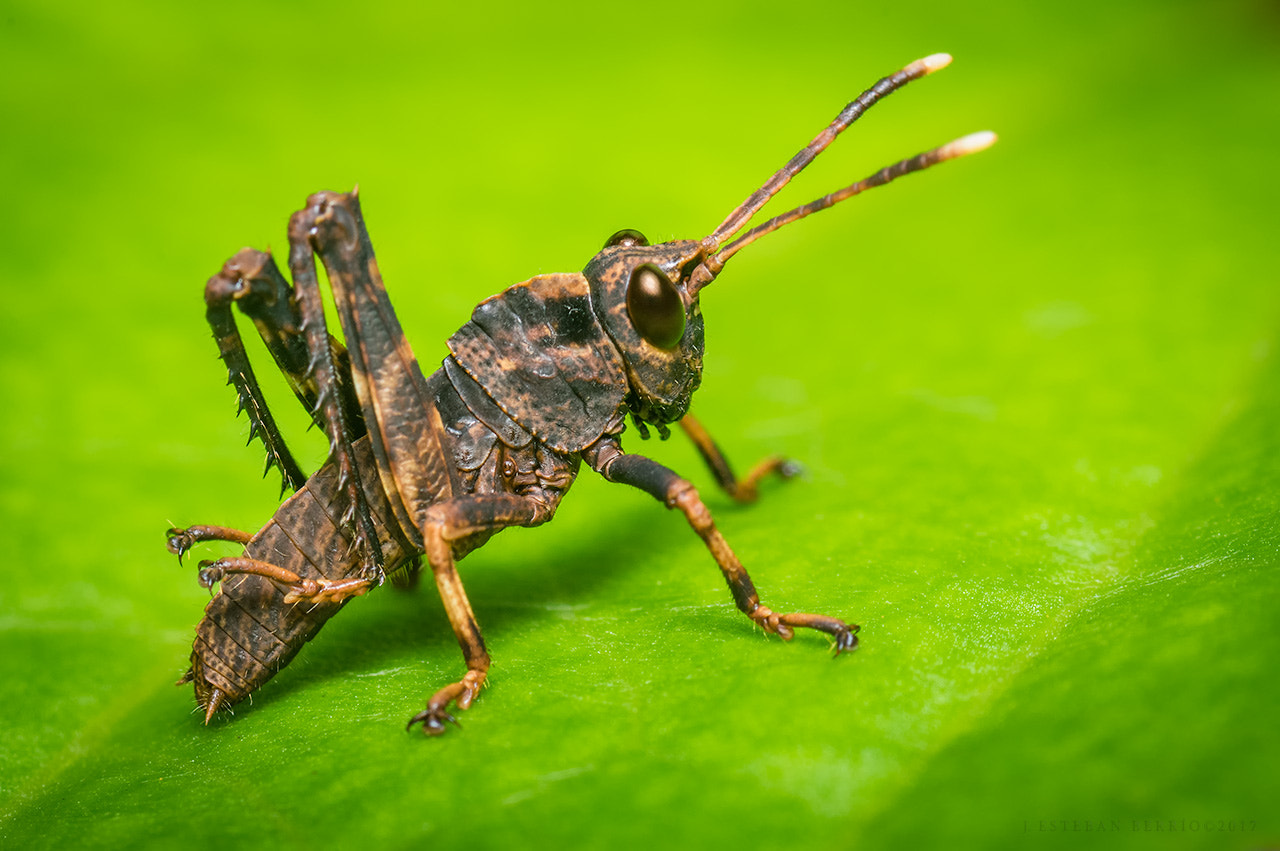 smc PENTAX-FA Macro 100mm F2.8 sample photo. Caelifera / grasshopper / saltamontes photography