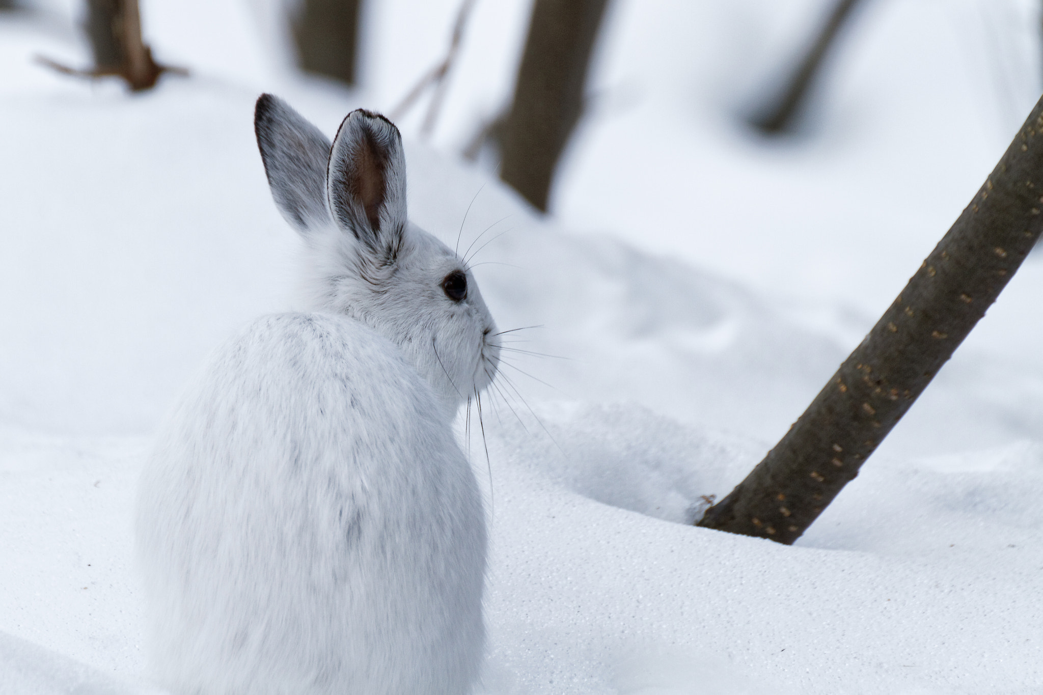 Canon EOS 7D + Tamron SP 35mm F1.8 Di VC USD sample photo. Showshoe hare photography