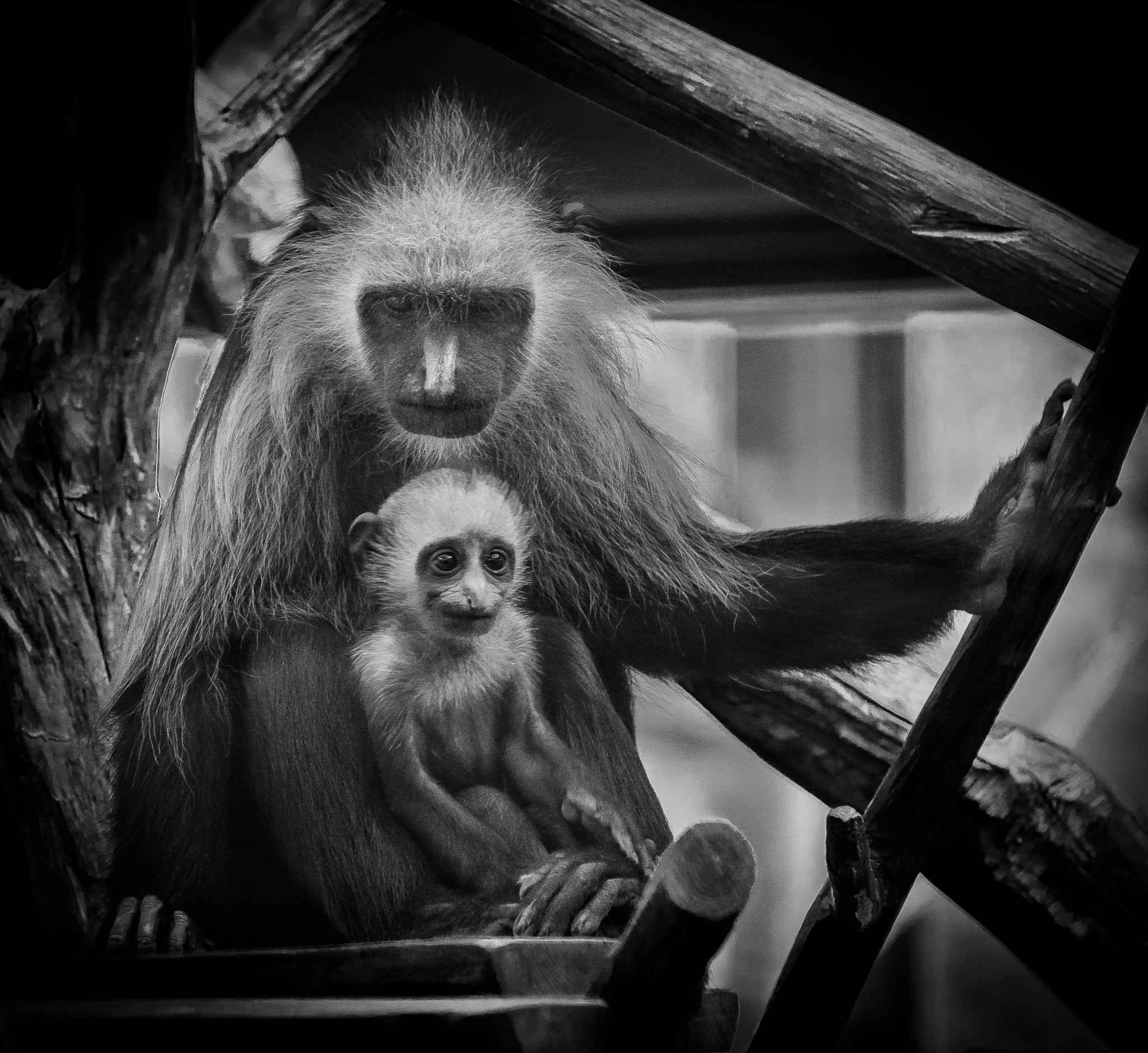 Nikon D5100 + Nikon AF-S DX Nikkor 18-300mm F3.5-5.6G ED VR sample photo. Black and white colobus with baby photography