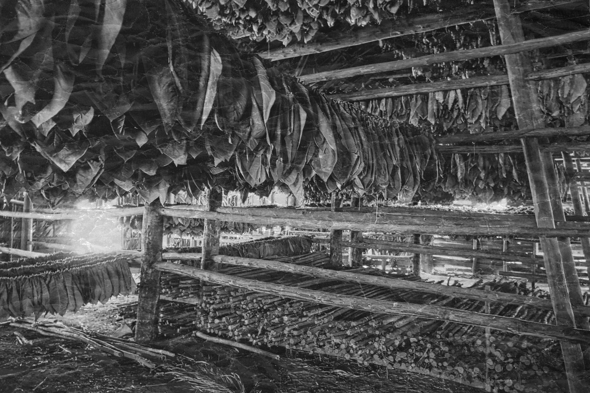 Hasselblad Lunar sample photo. Inside a cuban tobacco barn photography
