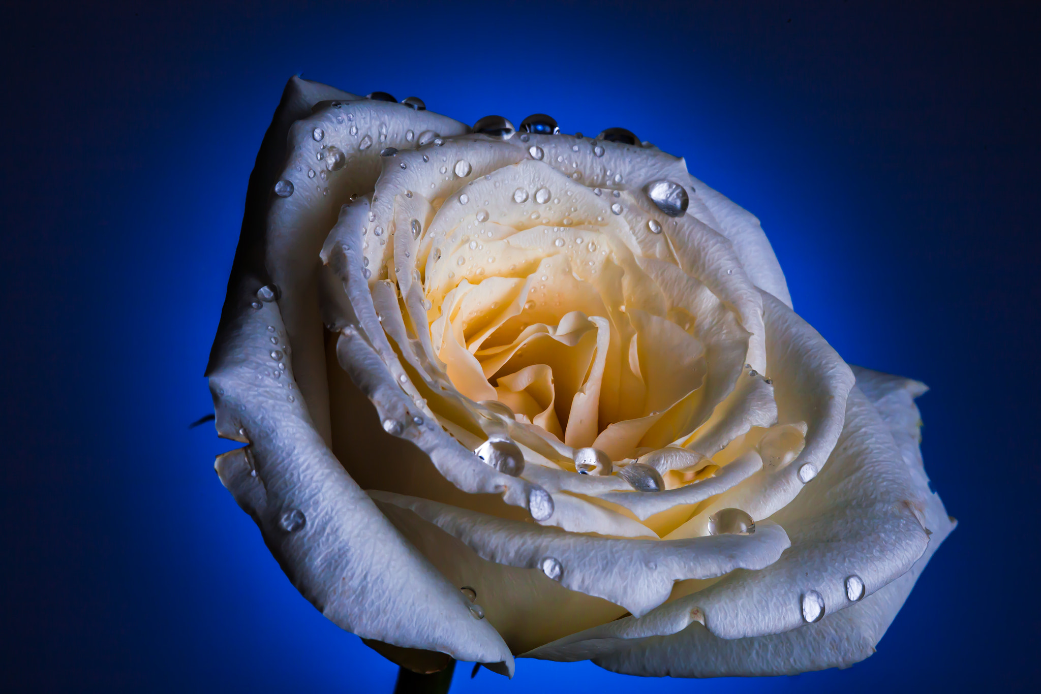 Canon EF 100mm F2.8 Macro USM sample photo. Rose with blue background photography