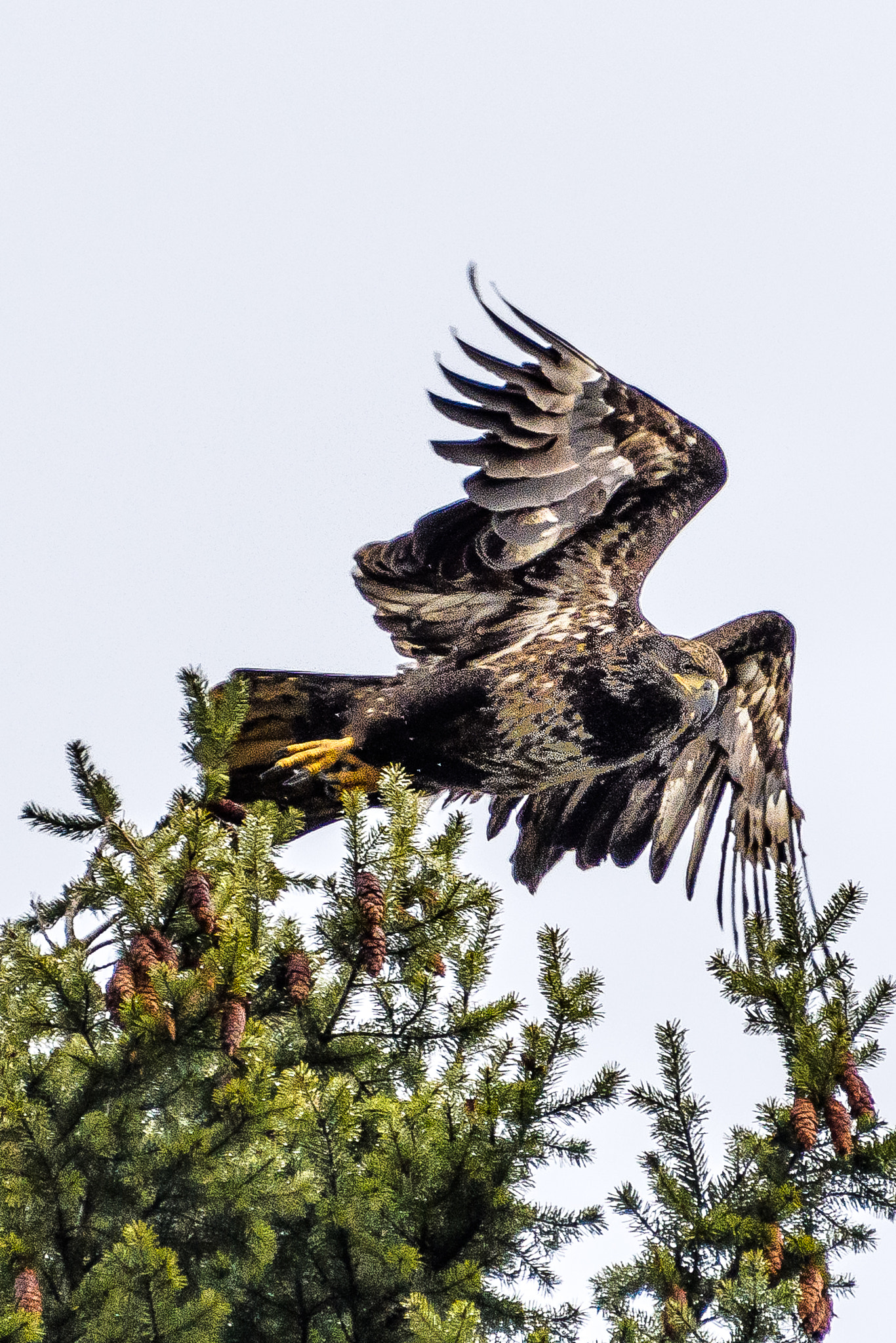 Nikon D500 sample photo. Launching from the tree photography