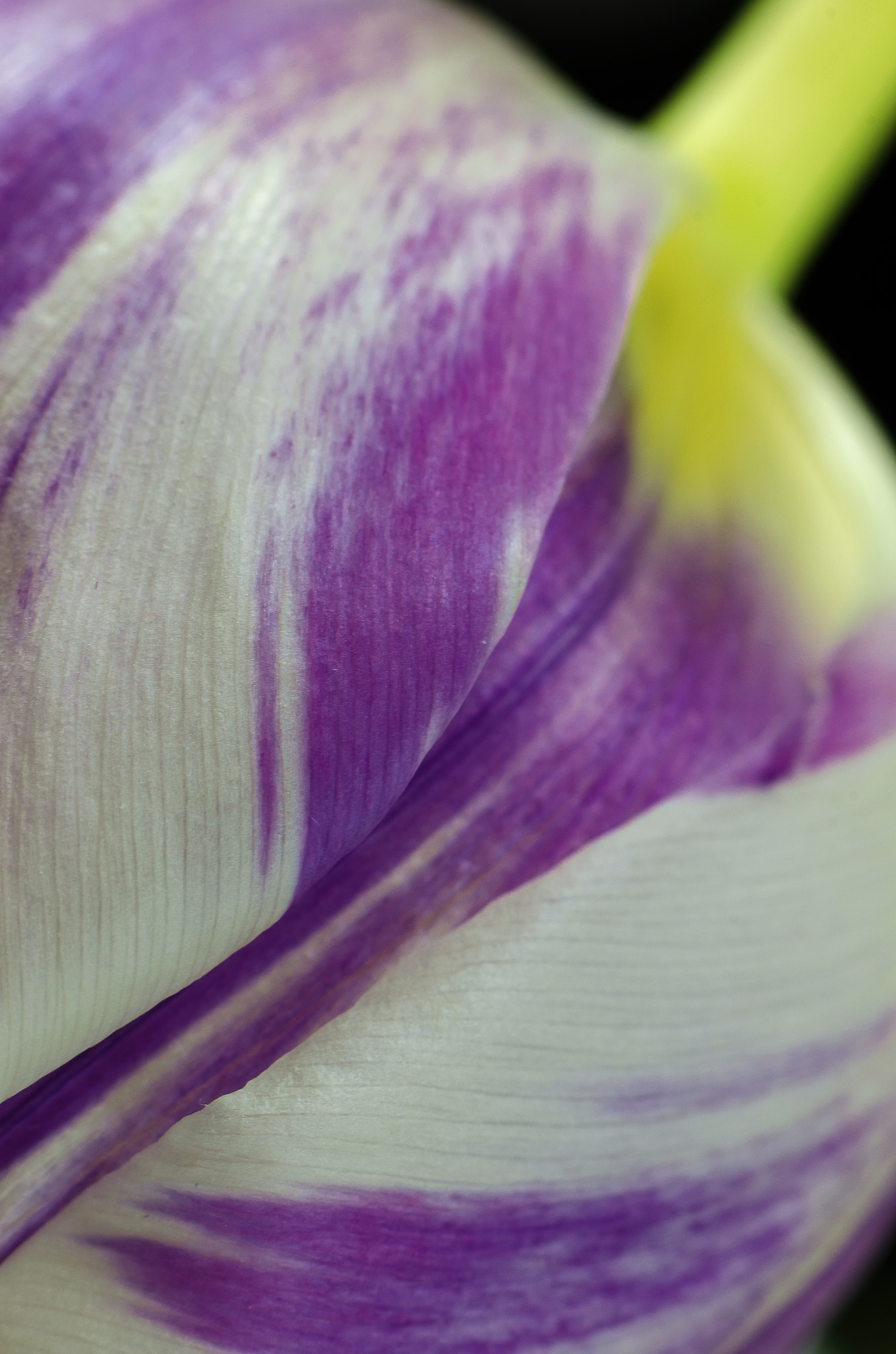 Nikon AF-S DX Micro-Nikkor 85mm F3.5G ED VR sample photo. Purple tulip photography
