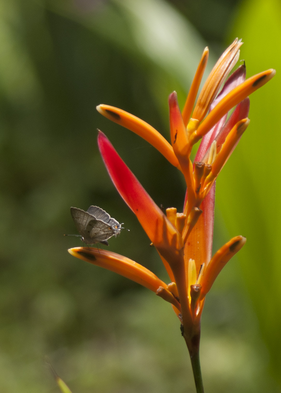 Sony 75-300mm F4.5-5.6 sample photo. Butterfly photography