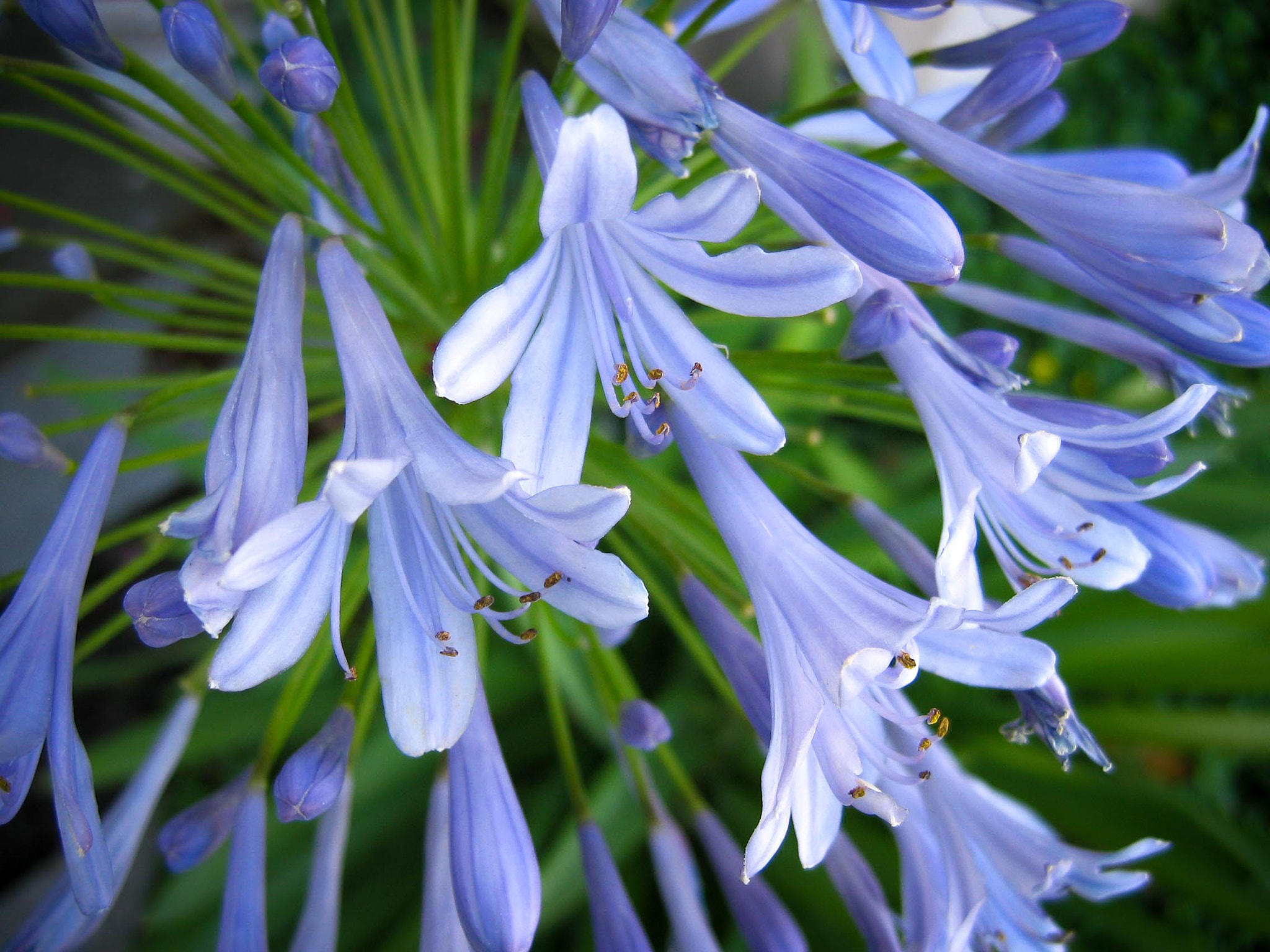 Canon POWERSHOT A80 sample photo. Agapanthus photography