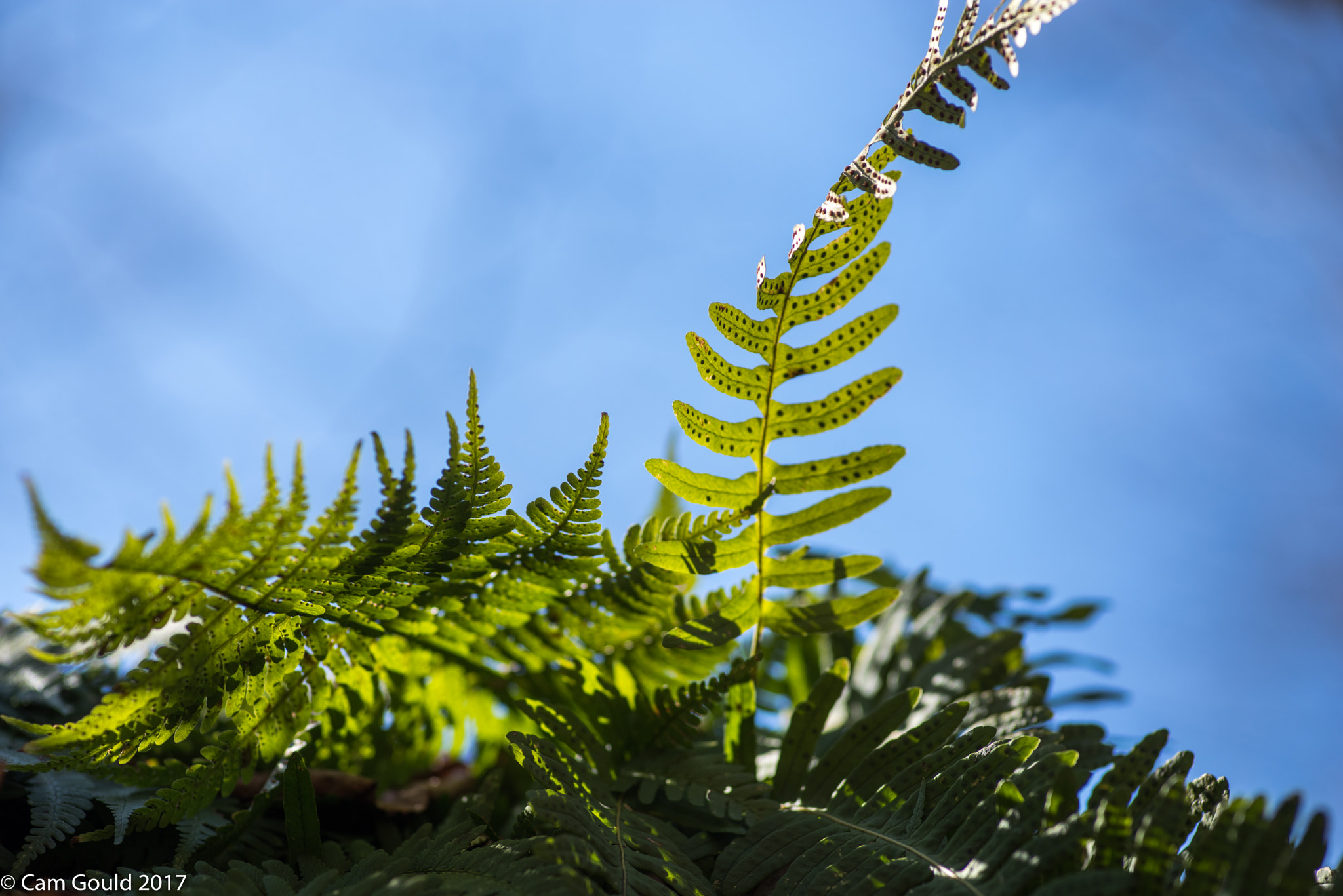 Pentax K-1 sample photo. Speckled ferns photography